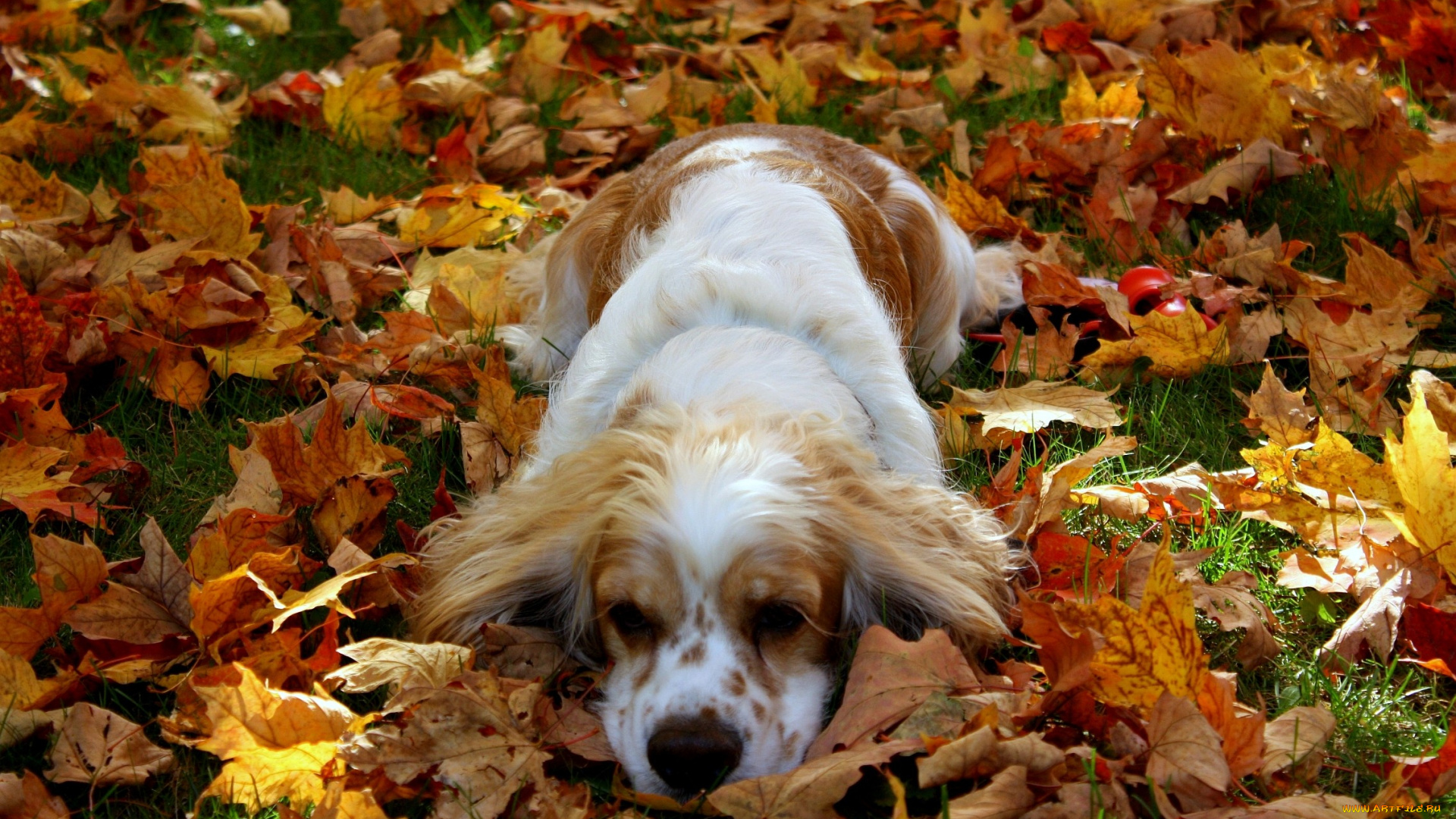 животные, собаки, спаниель, листья, пятнистый, осень