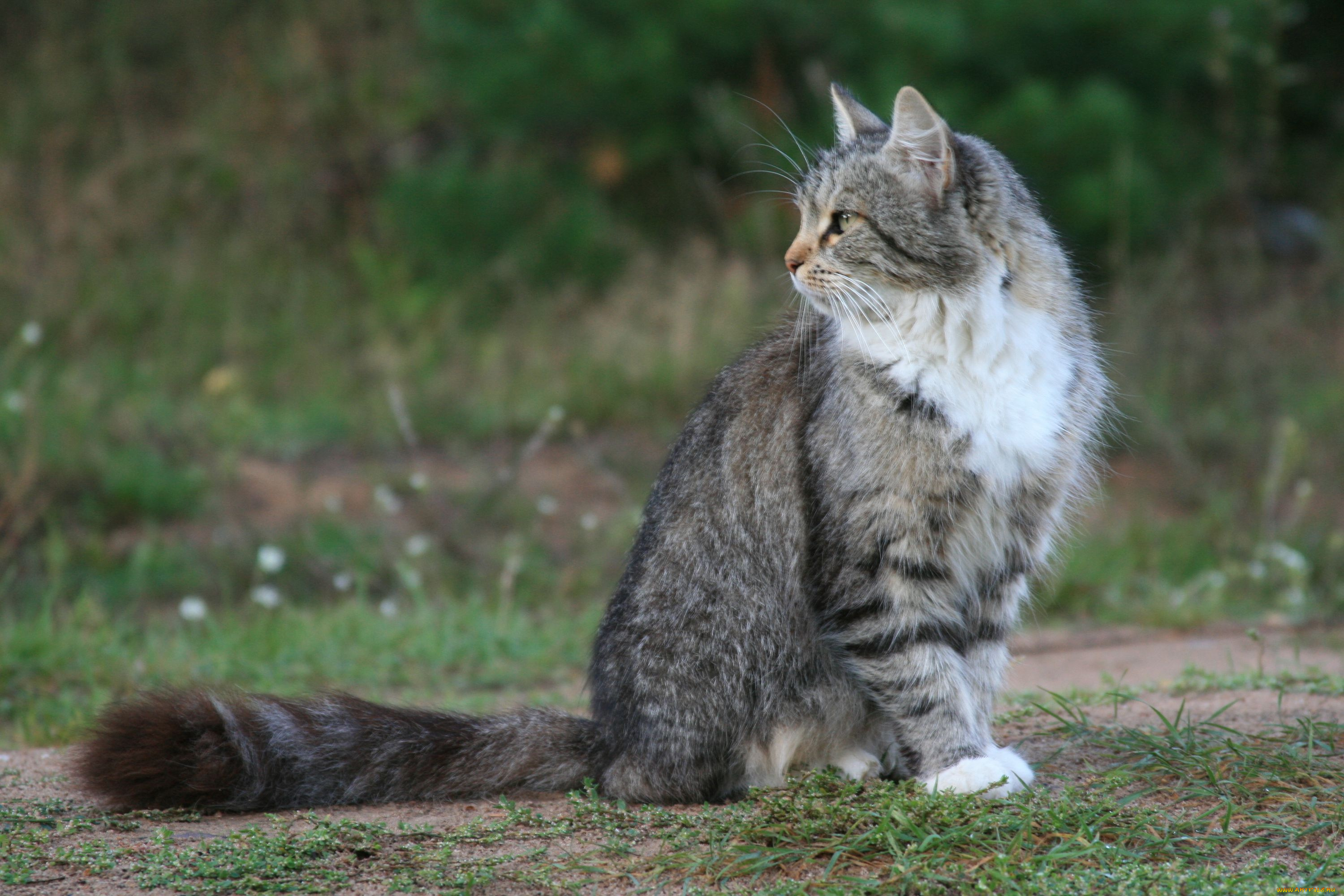 животные, коты, хвост