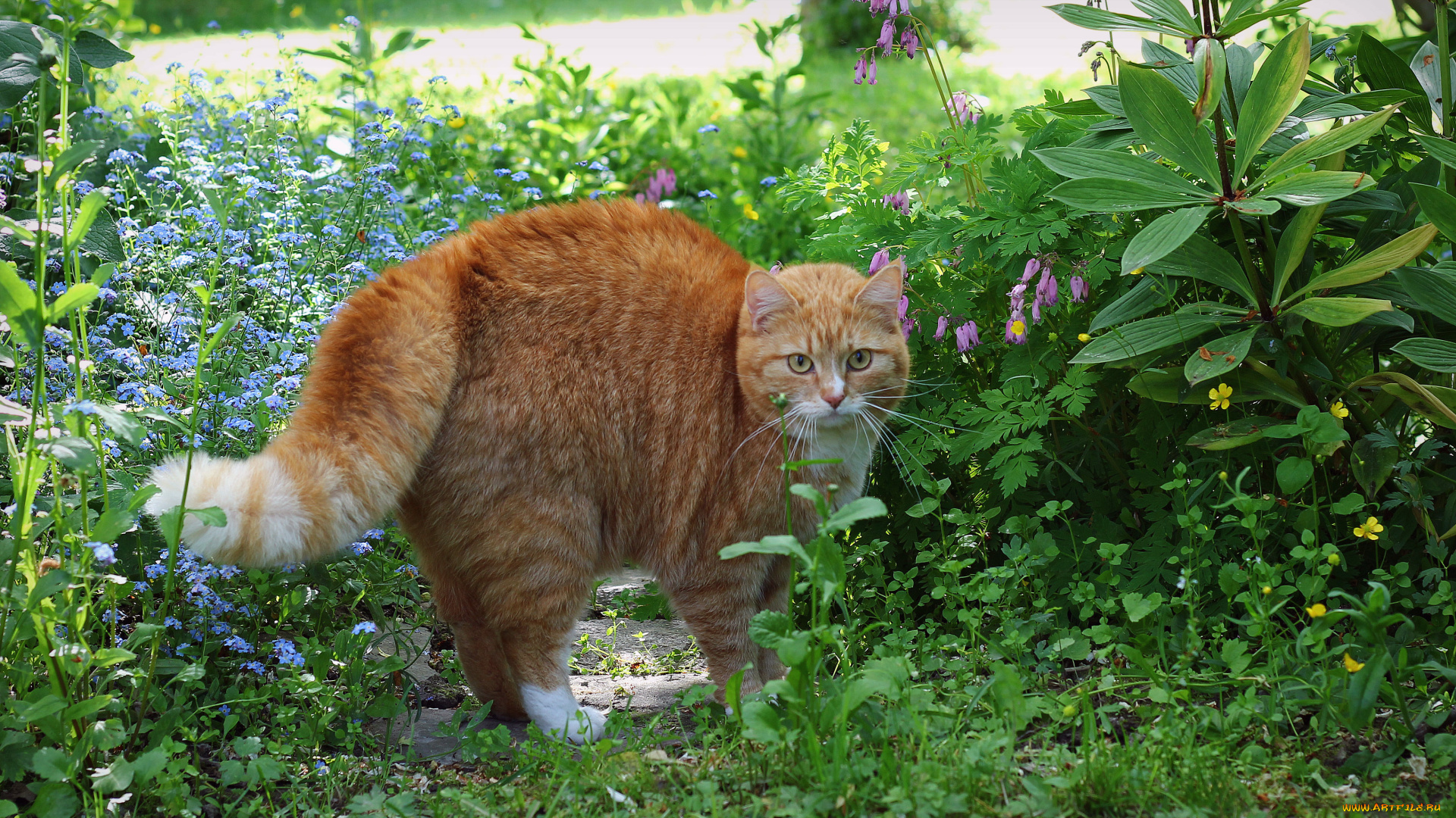 garfield, животные, коты, рыжий