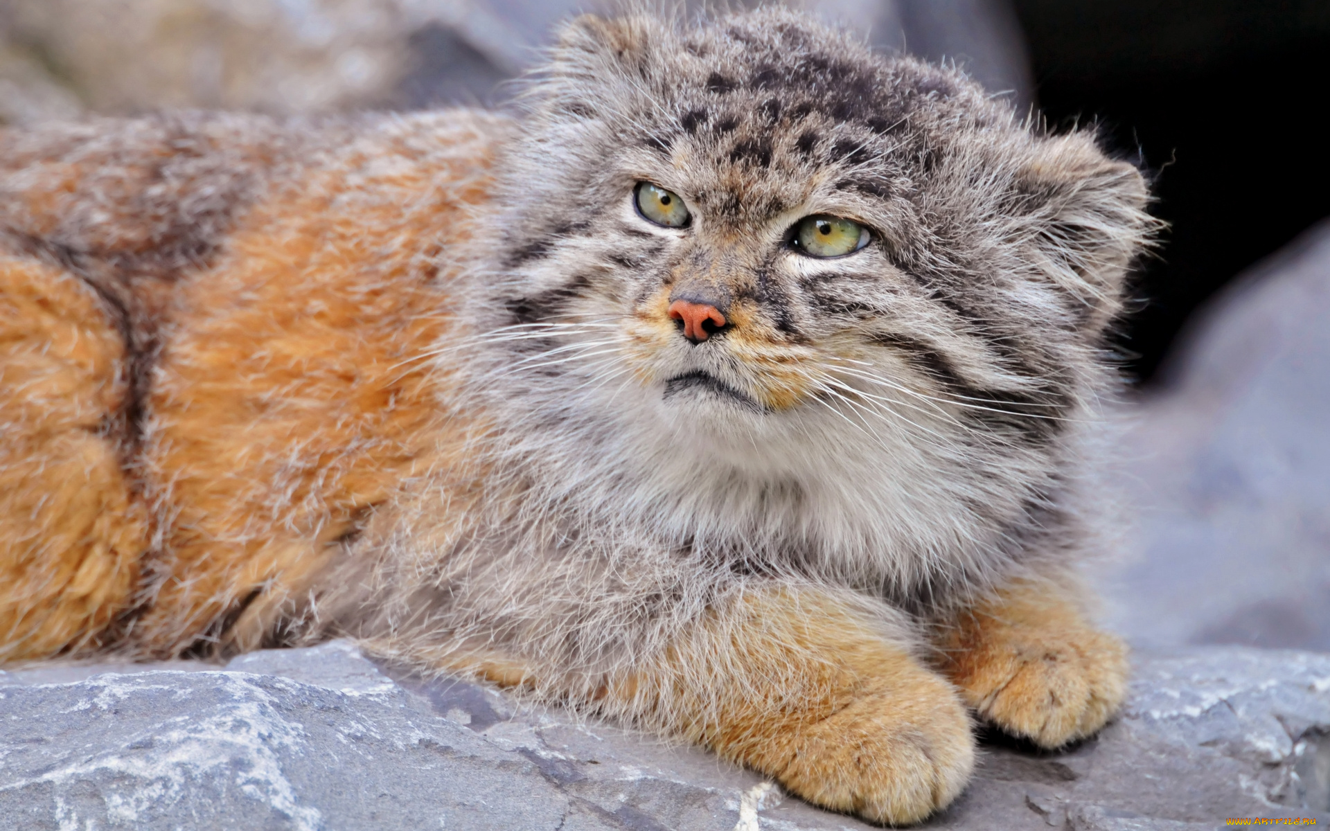 Суровые животные. Кот Манул. Манул (палласов кот). Тибетский Манул. Дикий Лесной кот Манул.