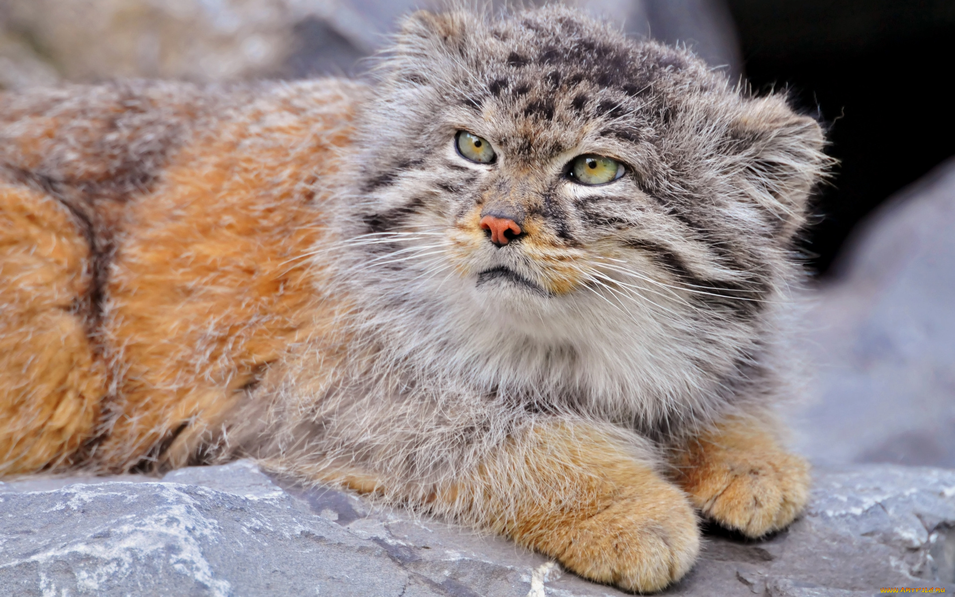 Кот дикое животное