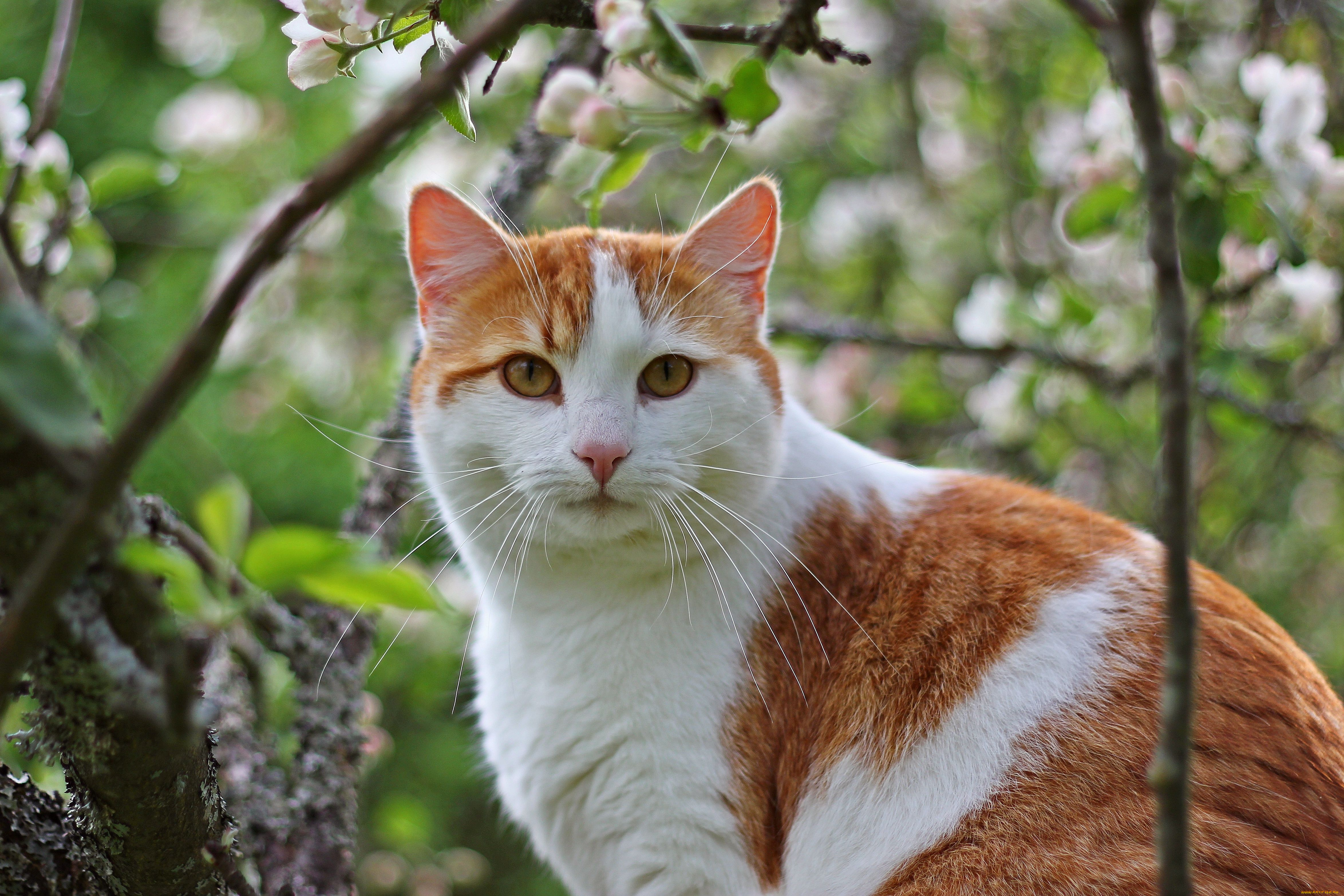 Оранжево белый кот