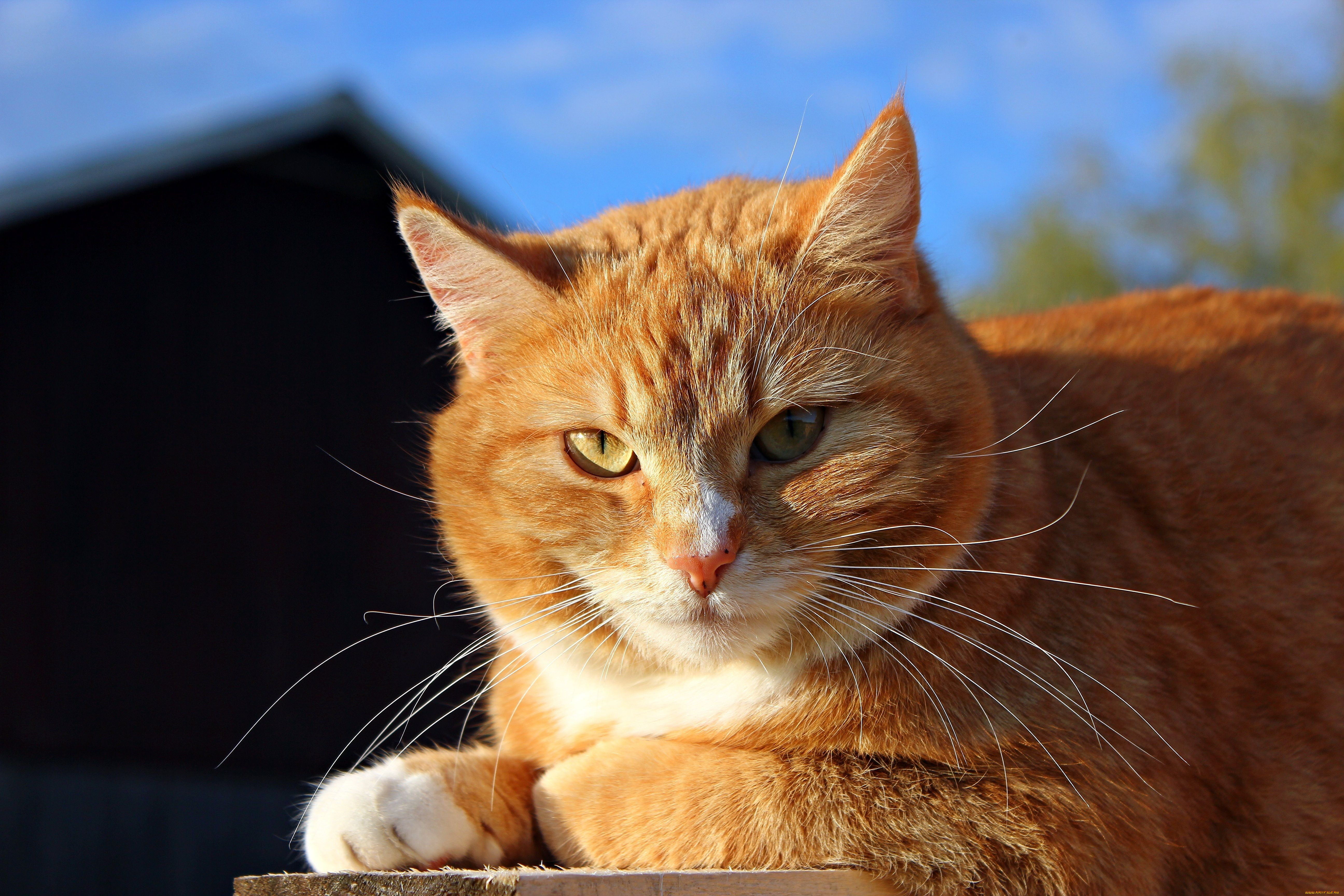Хитрый кот в мексике живет. Бразильская короткошерстная кошка рыжая цейлонская. Сибирская кошка рыжая короткошерстная. Рыжая крошка. Красивый рыжий кот.
