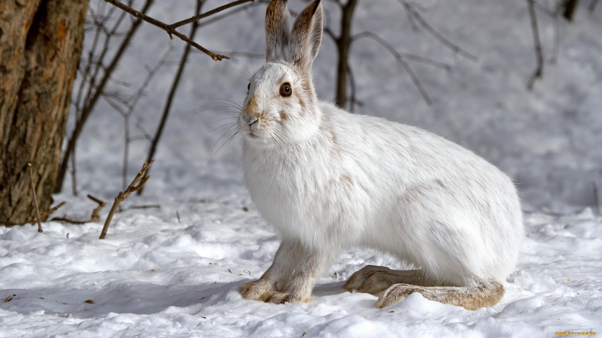 животные, кролики, зайцы, заяц, снег, зима