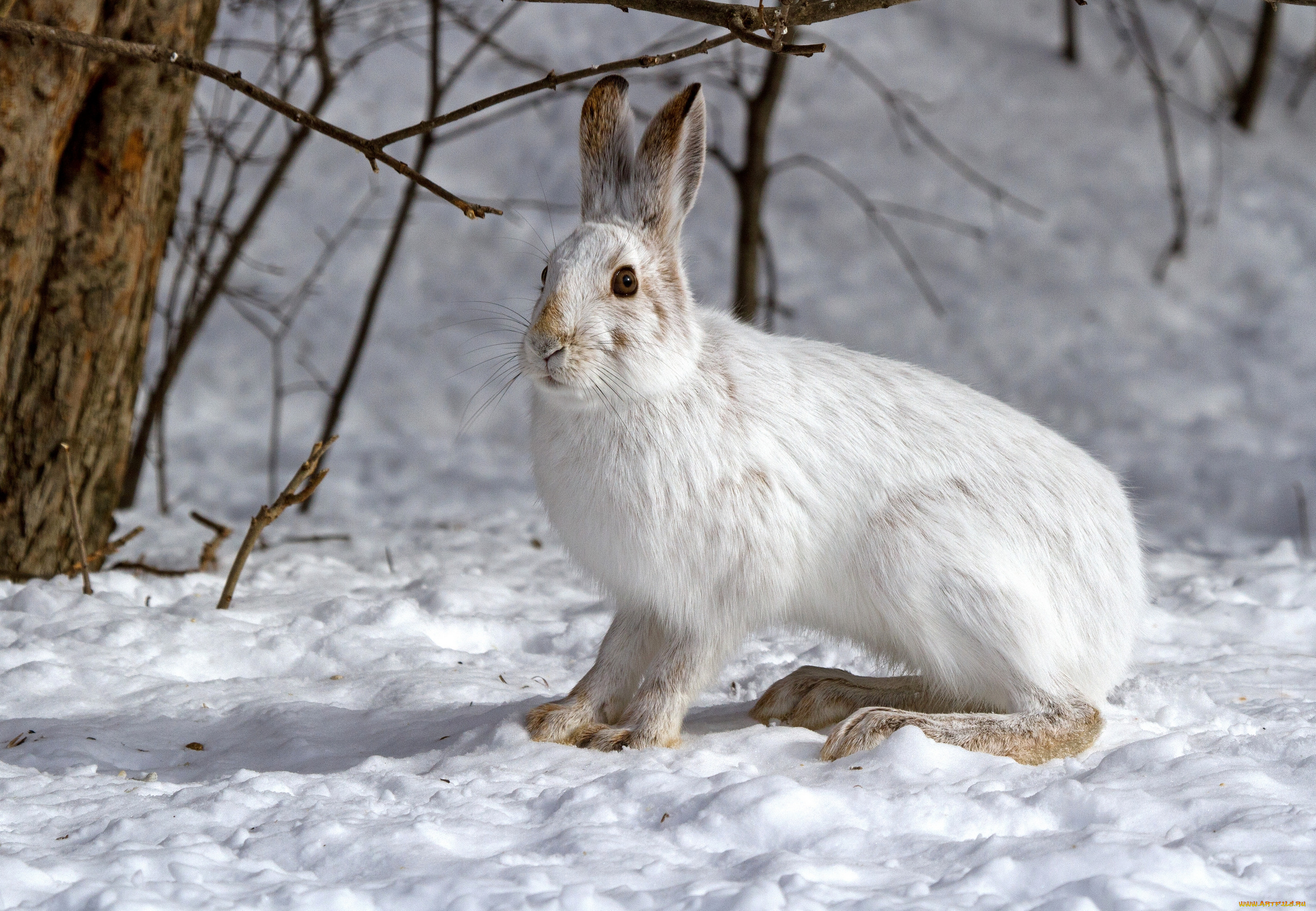 животные, кролики, зайцы, заяц, снег, зима