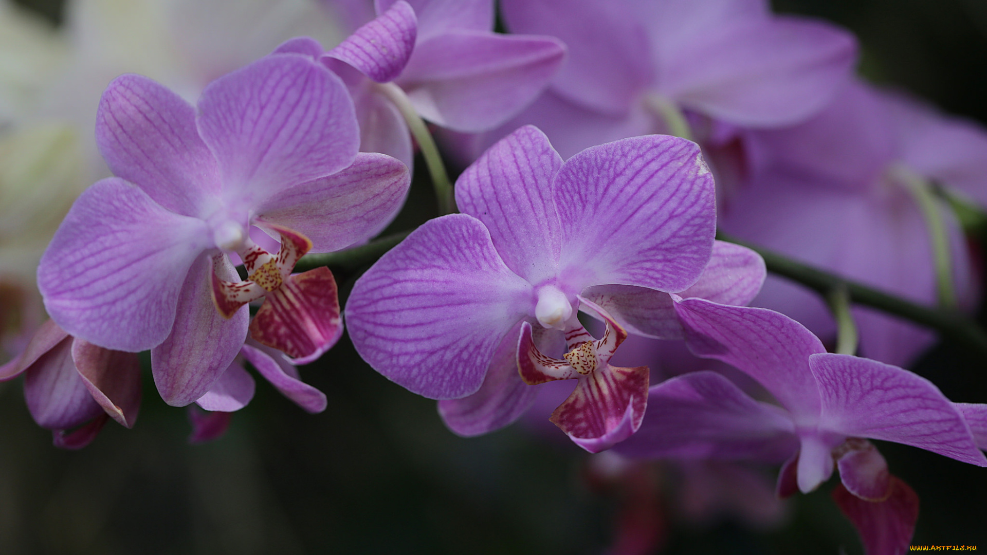цветы, орхидеи, orchids, цветение, flowers, flowering