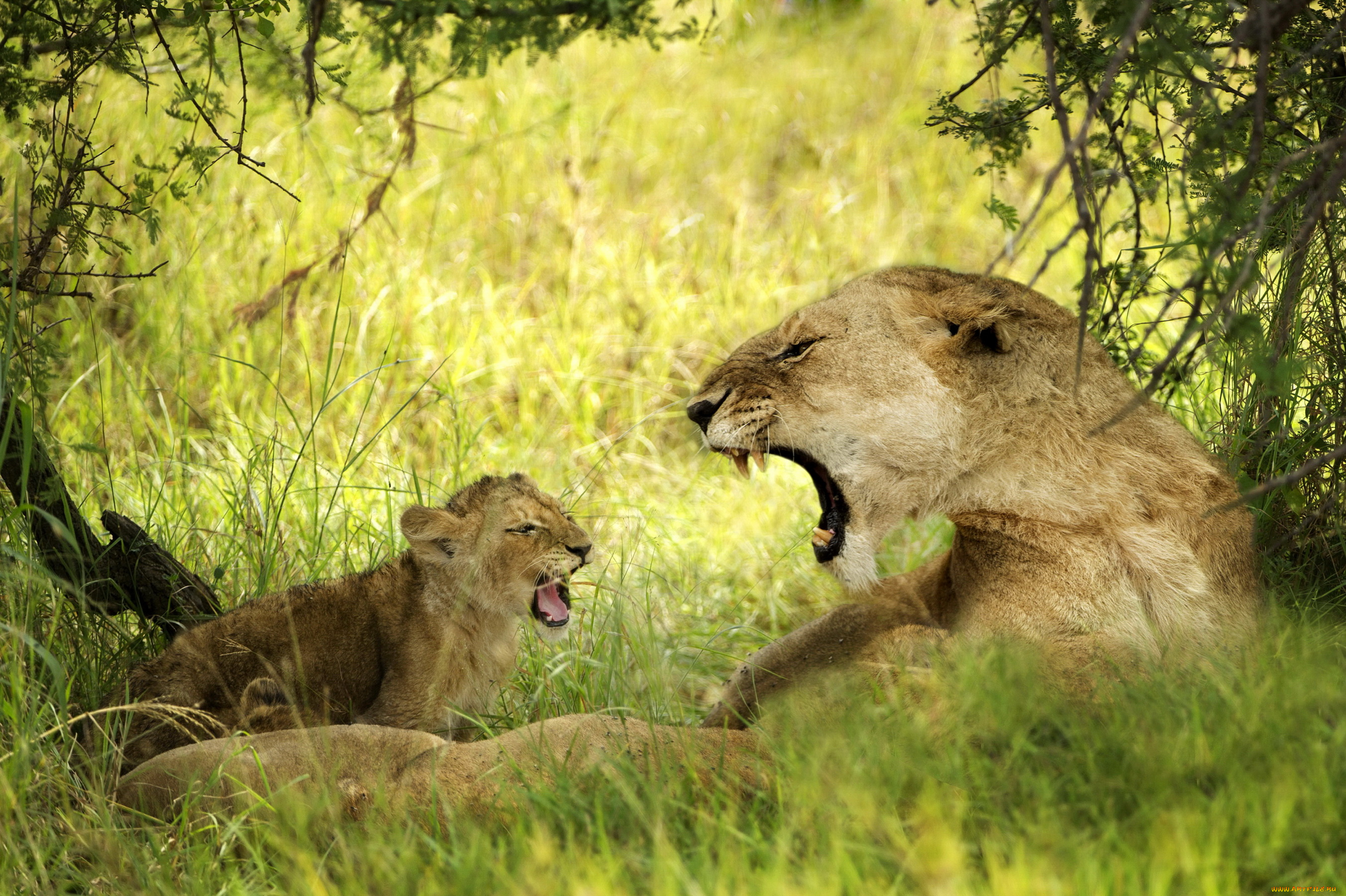 природа животные львица nature animals the lioness бесплатно