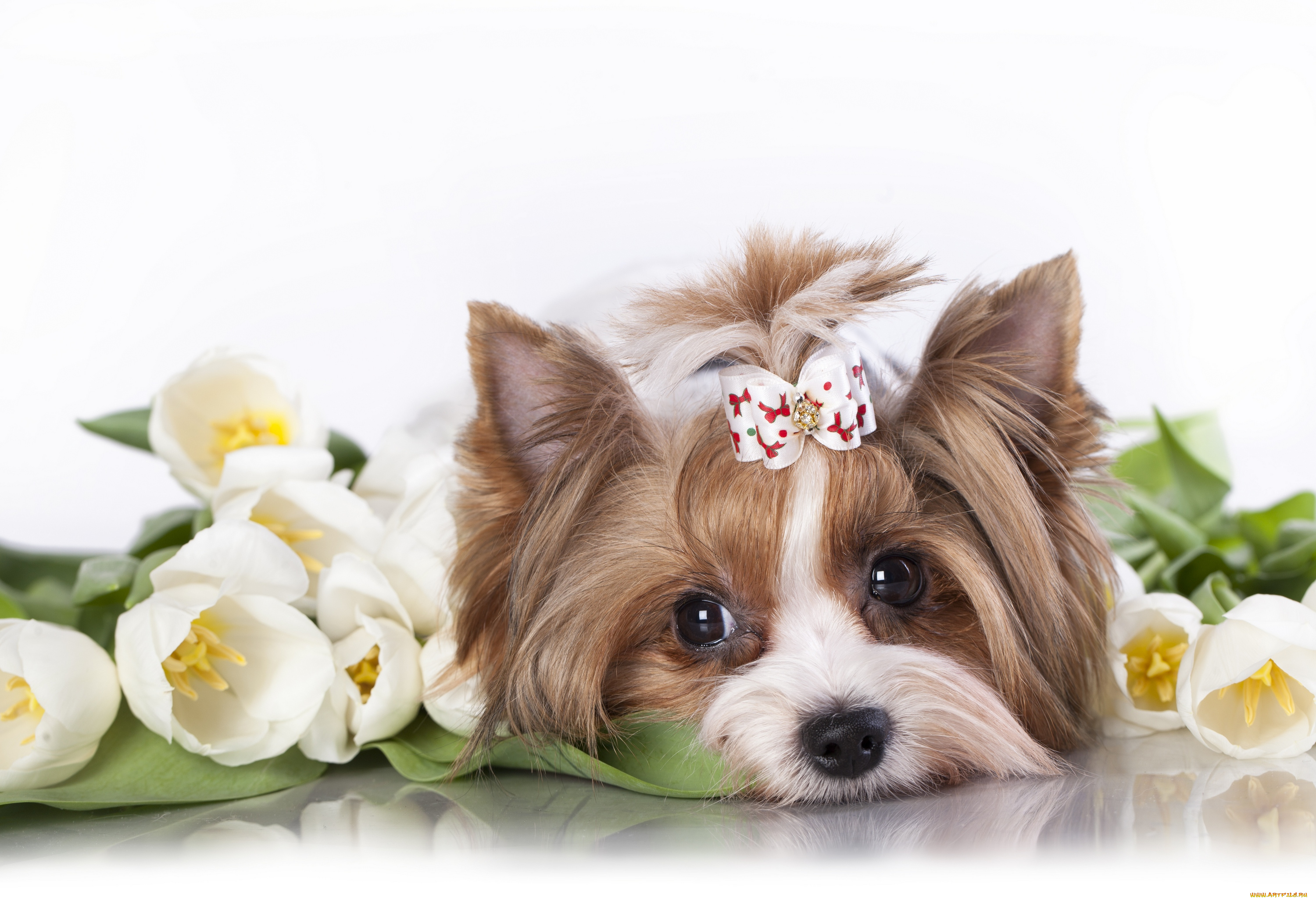 животные, собаки, тюльпаны, цветы, шерсть, собака, пудель