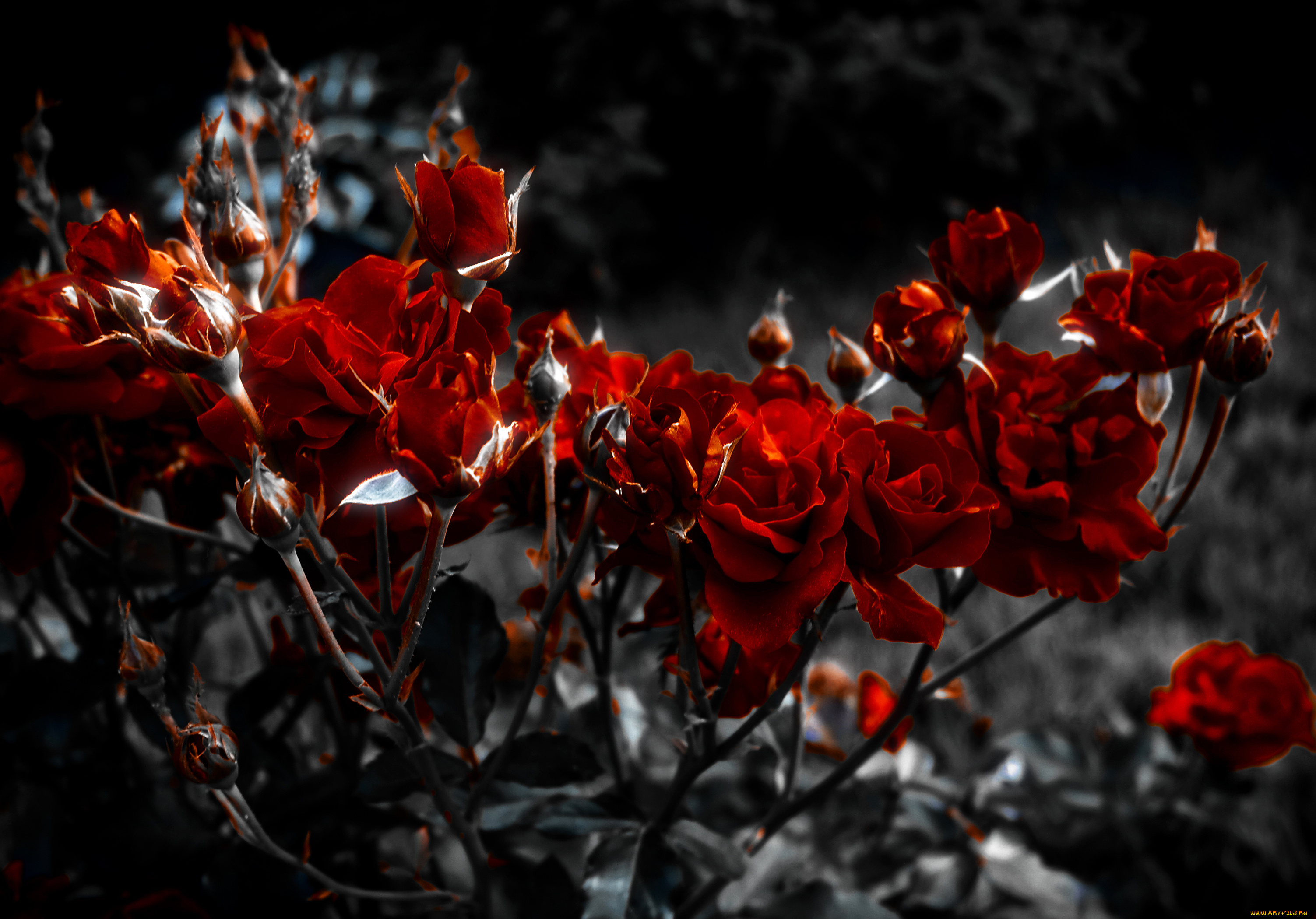 Бордово-красный цветок бесплатно