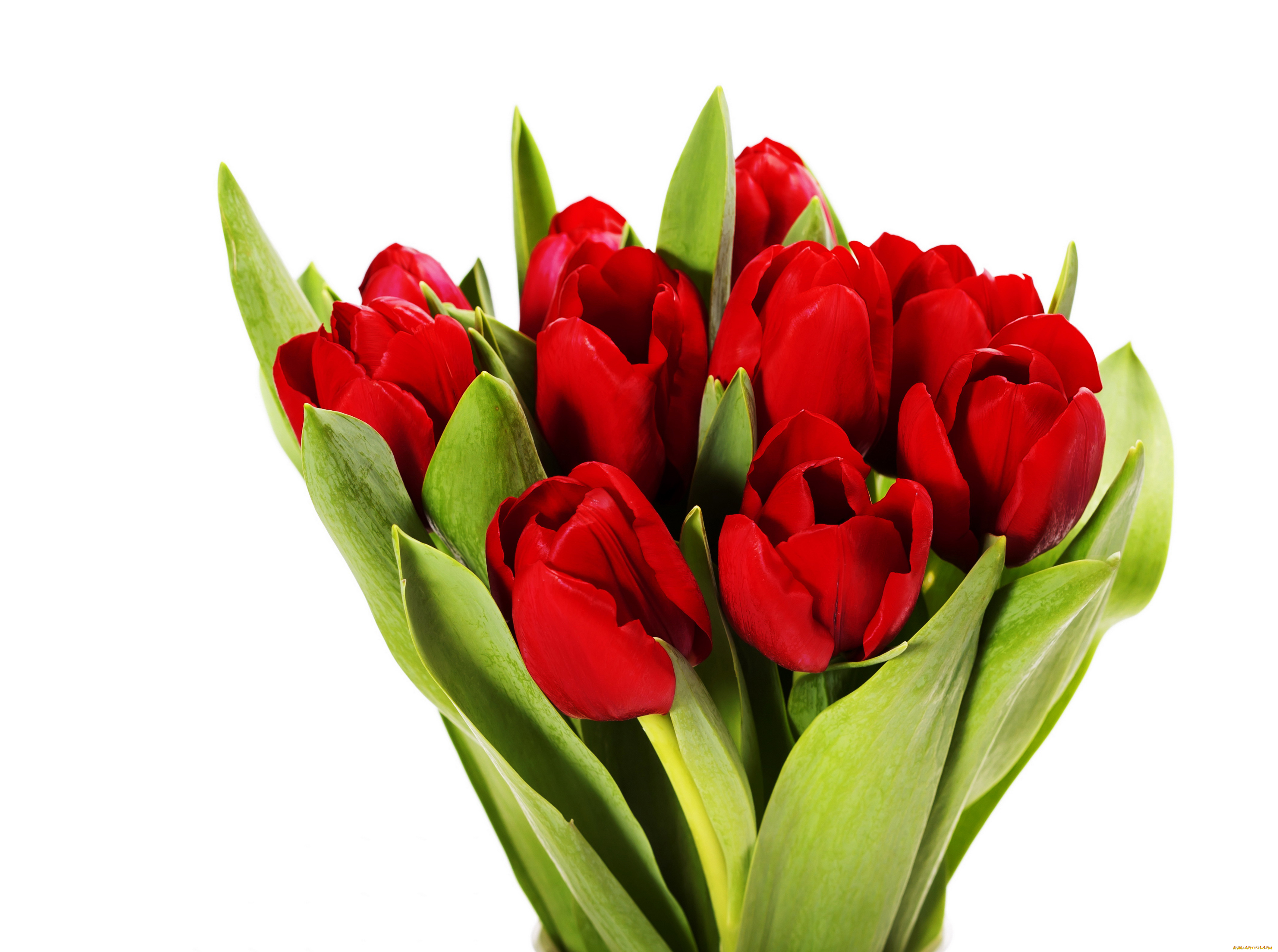 цветы, тюльпаны, красные, букет