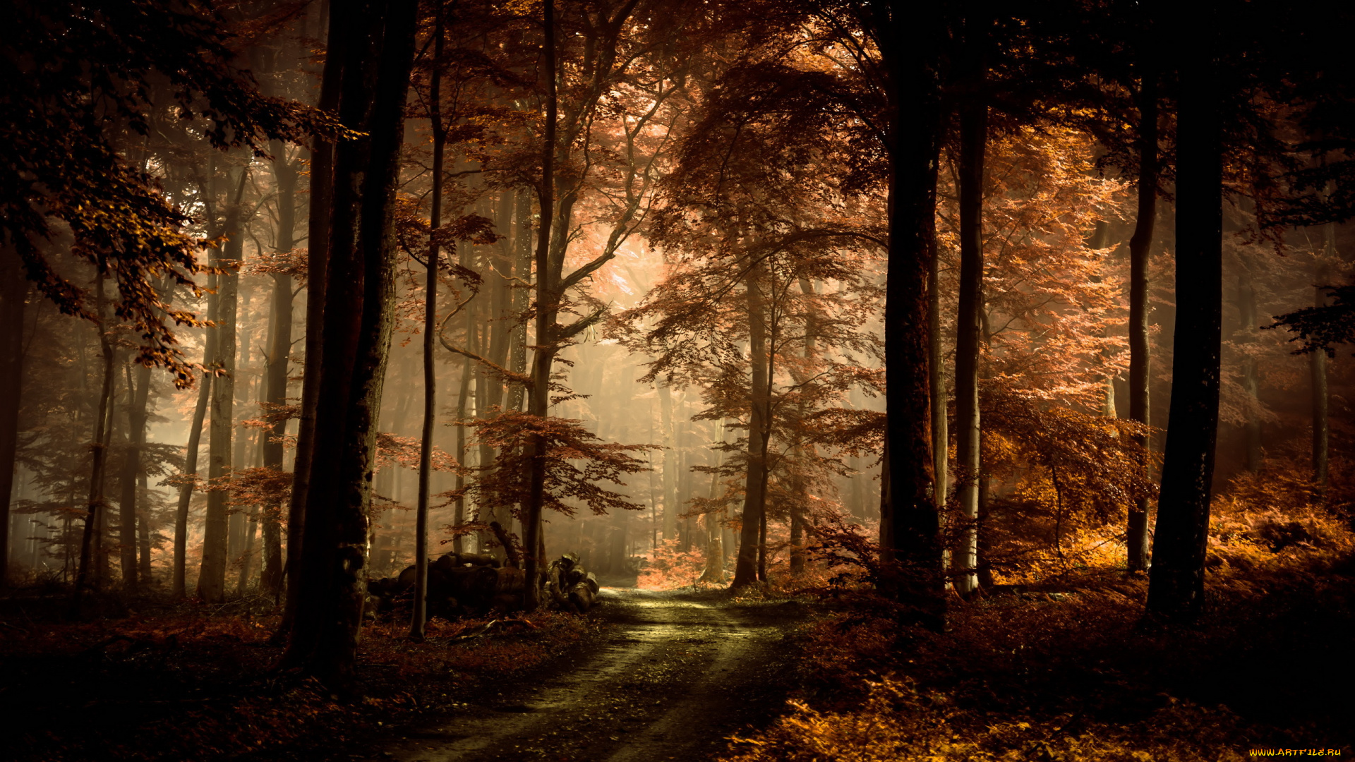 природа, дороги, лес, дорога, осень