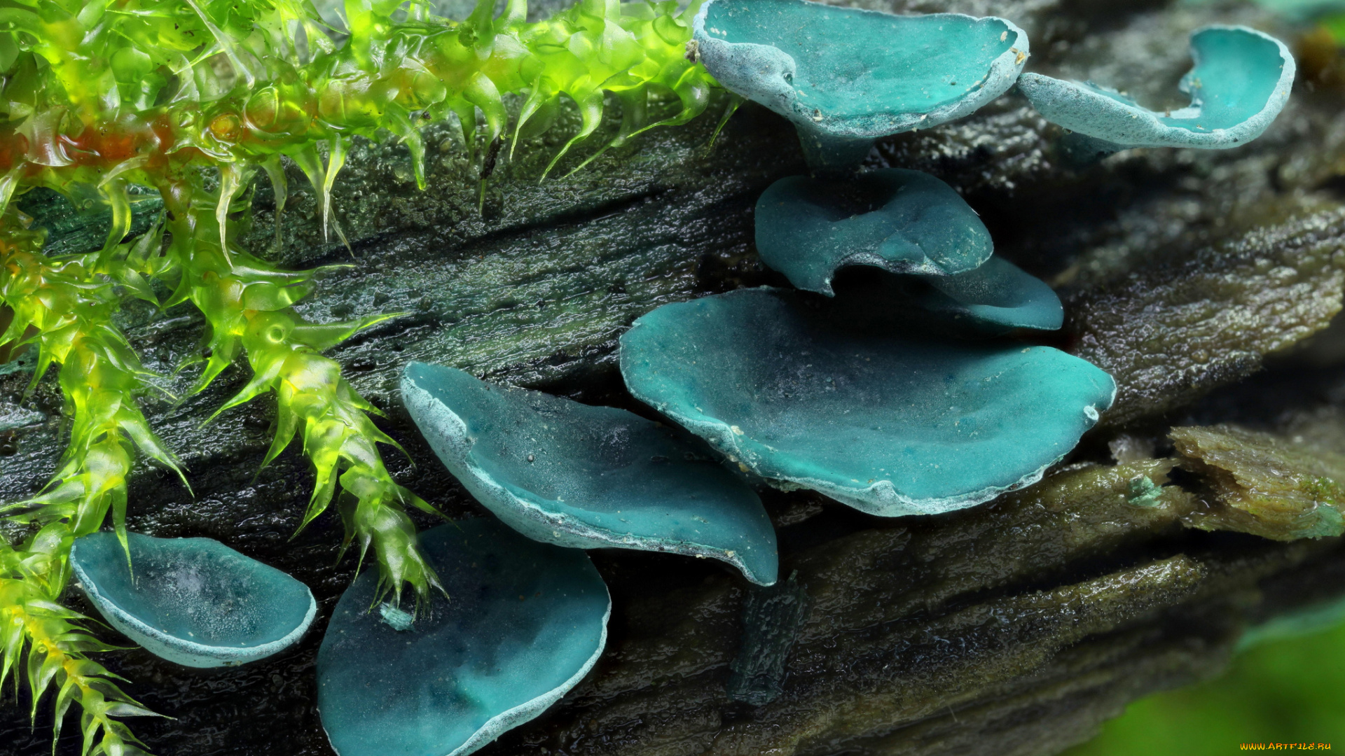 природа, грибы, пень, макро, синие, мох