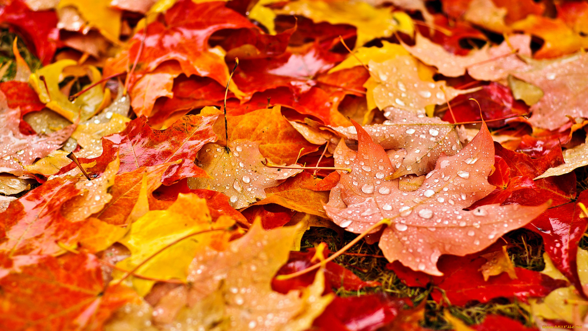 природа, листья, желтые, оранжевые, осень, капли, капельки, макро