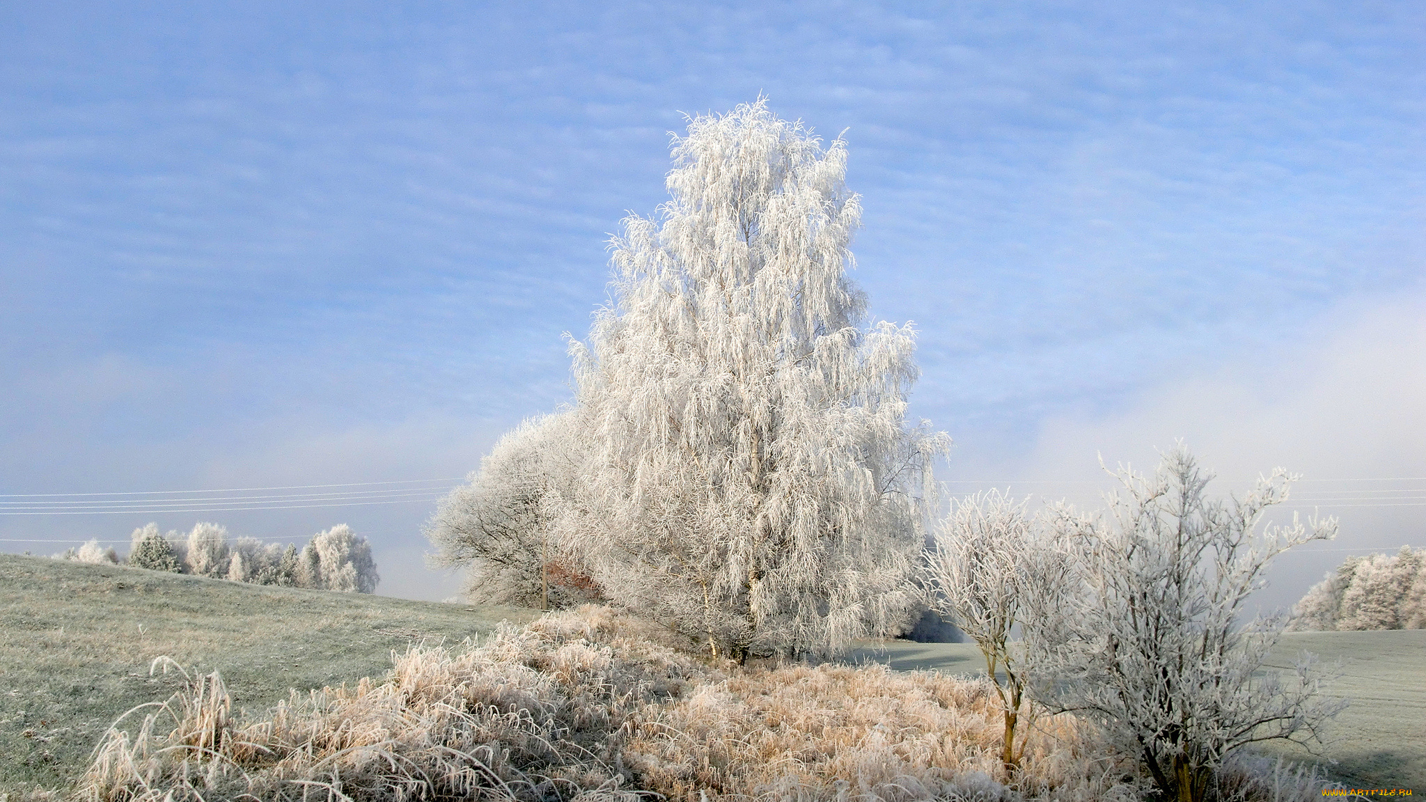 дерево поле иней tree field frost бесплатно