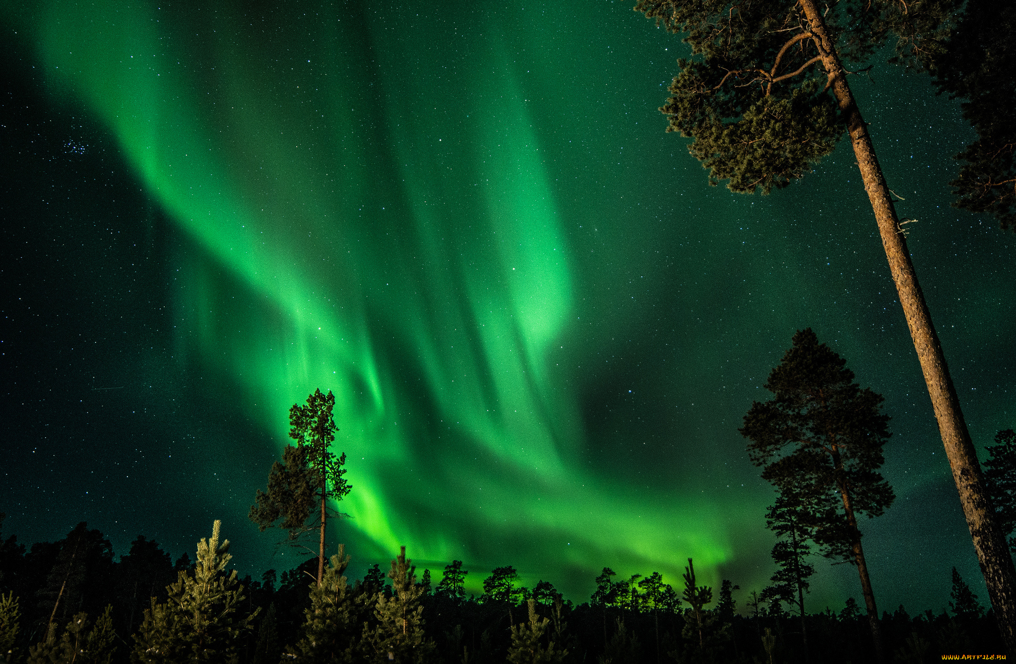 природа, северное, сияние, финляндия, ночь, небо, звезды, северное, сияние, лес, деревья