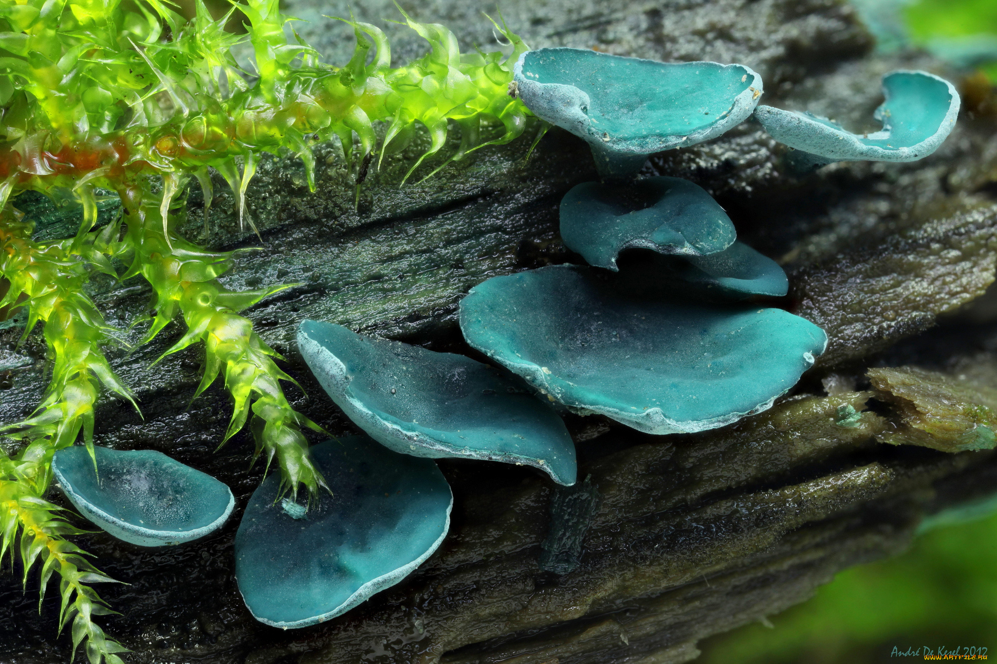 природа, грибы, пень, макро, синие, мох