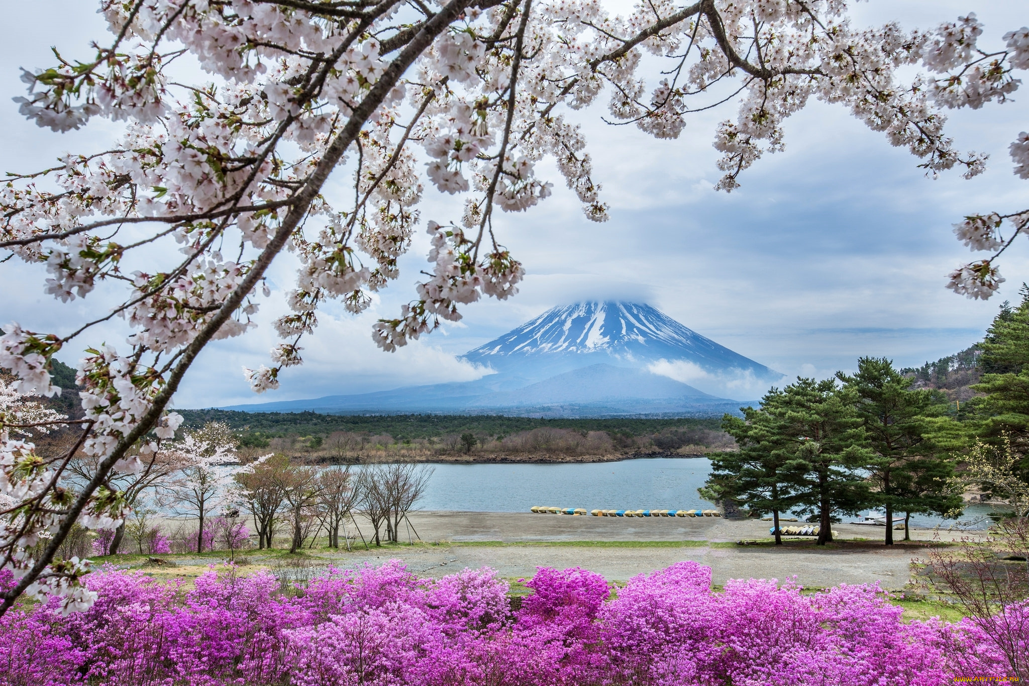 природа, пейзажи, фудзияма, гора, весна, цветы, Япония, сакура
