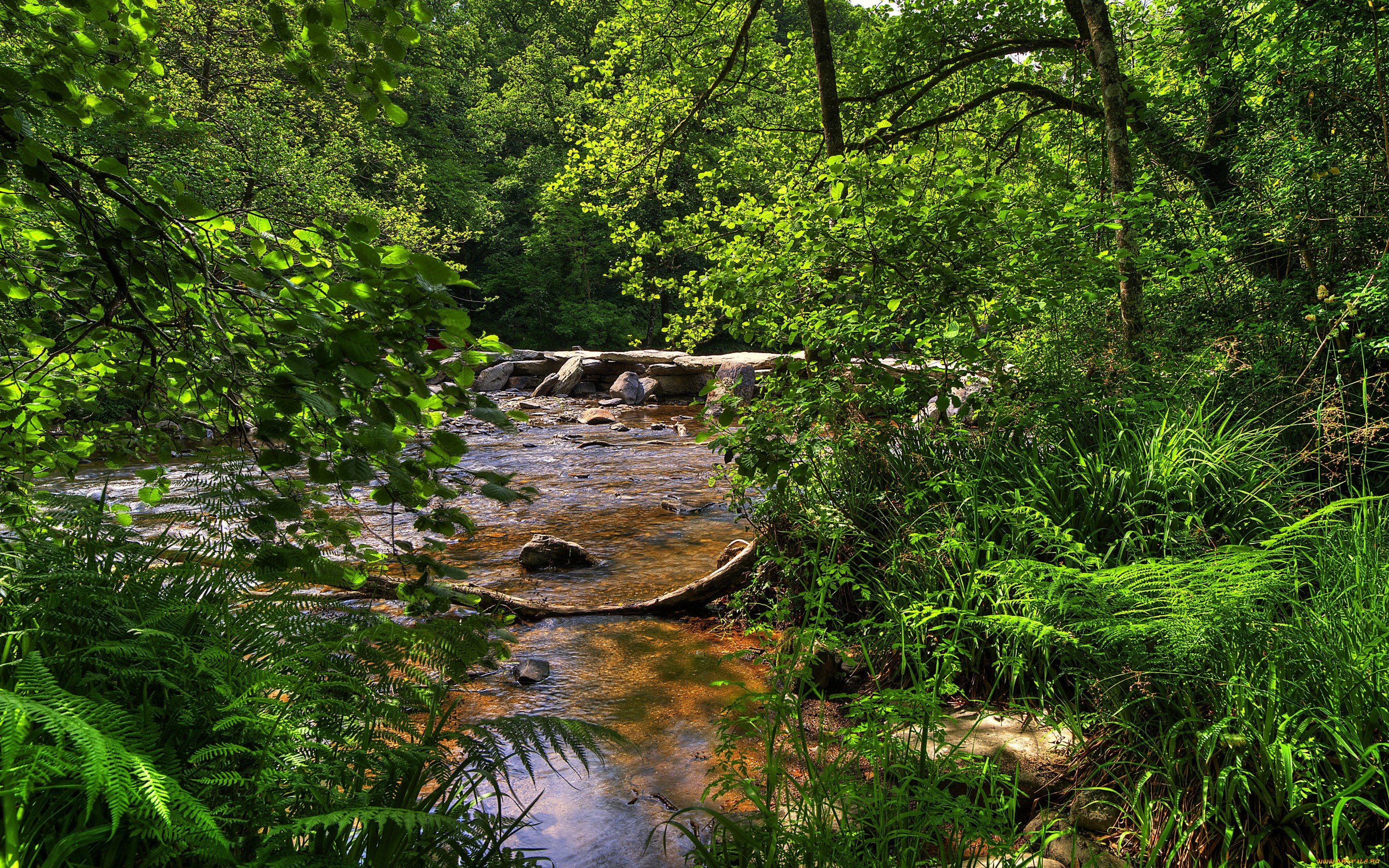 природа, реки, озера, великобритания, exmoor, national, park, лес, ручей, камни, деревья, ветки, кусты