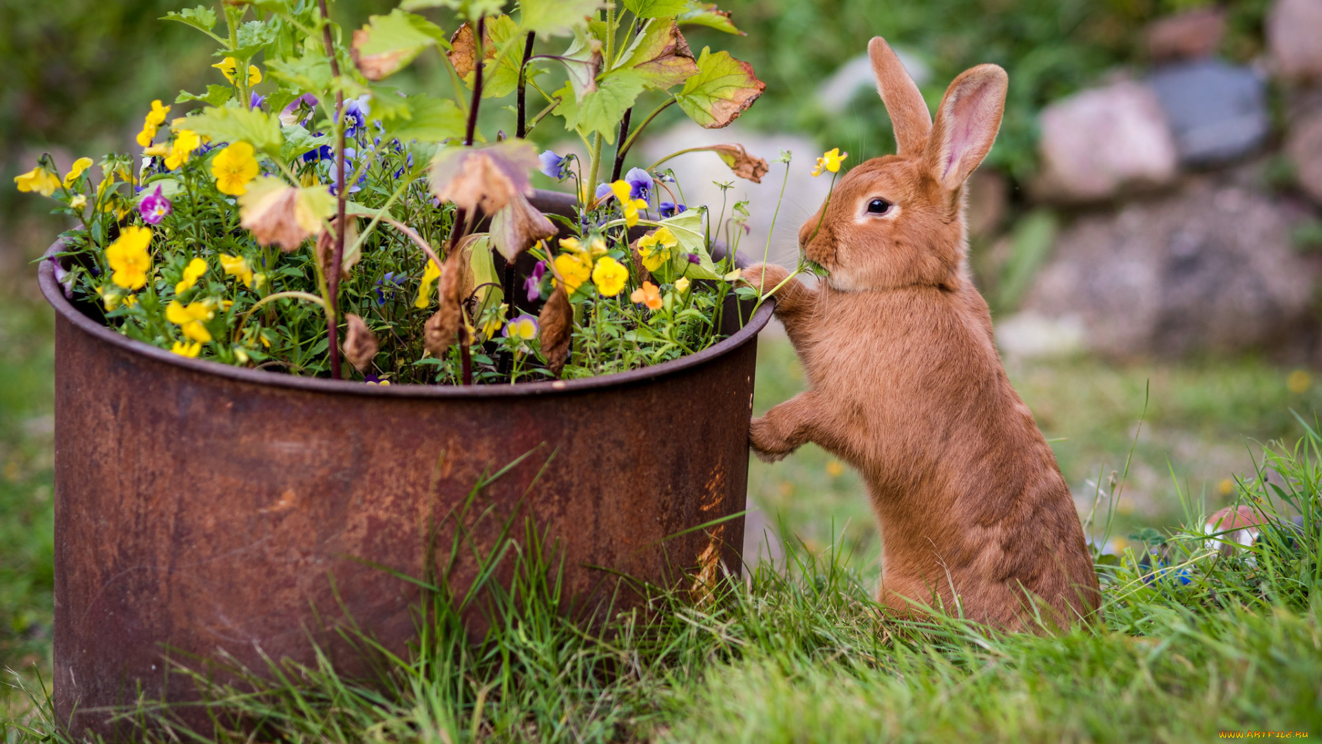 животные, кролики, , зайцы, цветы, кролик, трава, рыжий