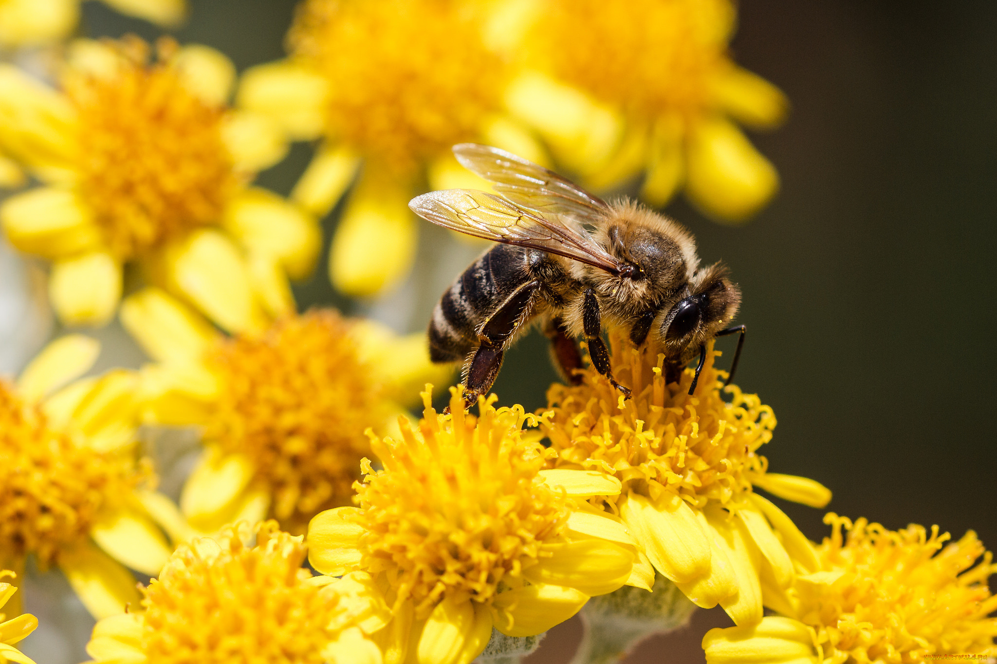 животные, пчелы, , осы, , шмели, насекомое, пчела, цветы