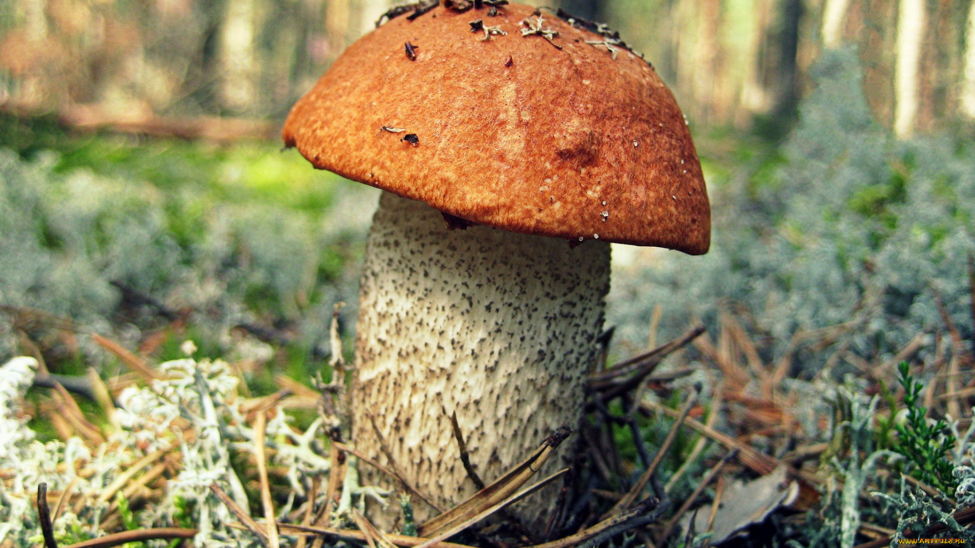 природа, грибы, грибок