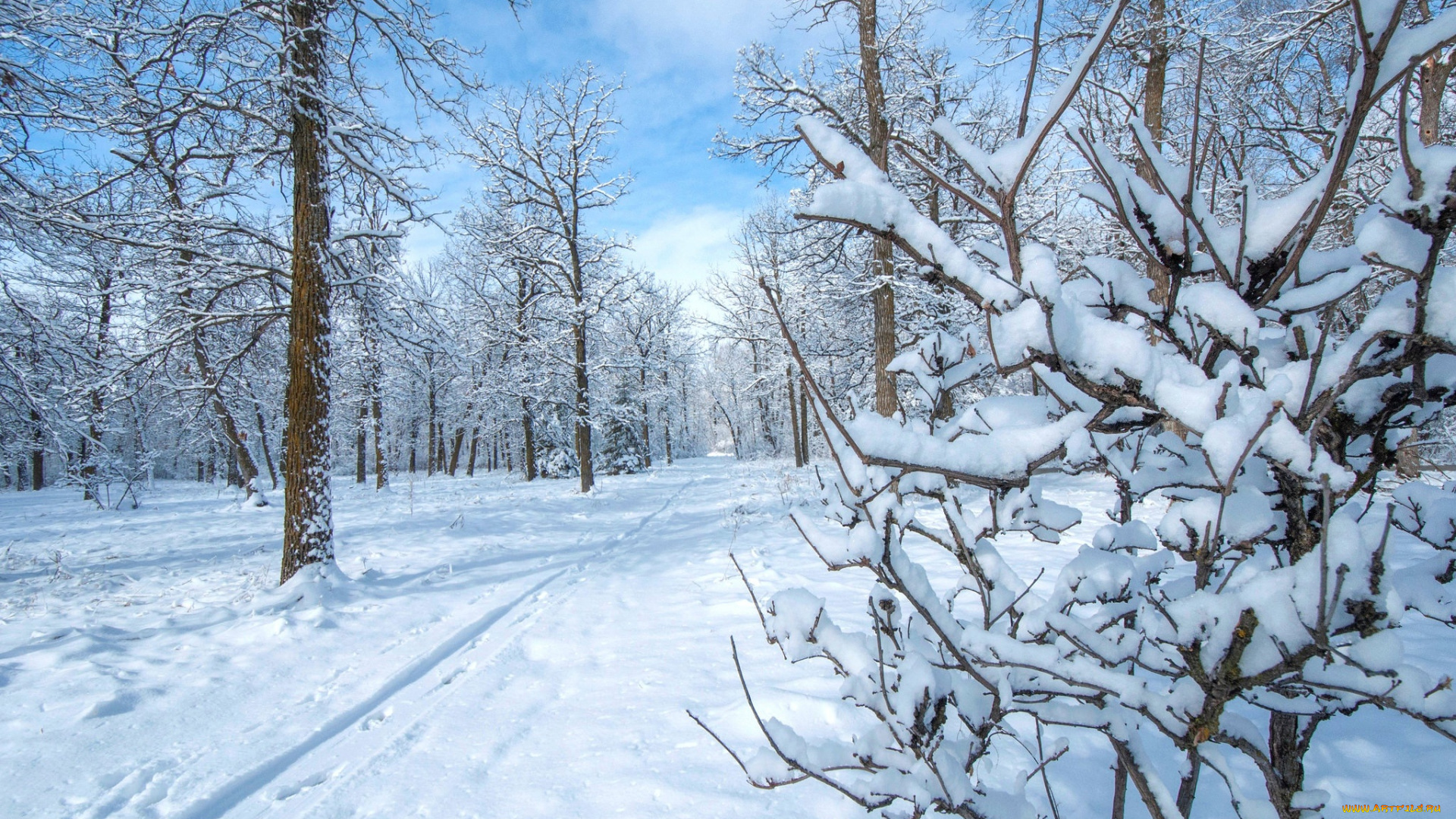 природа, зима, деревья, парк, снег
