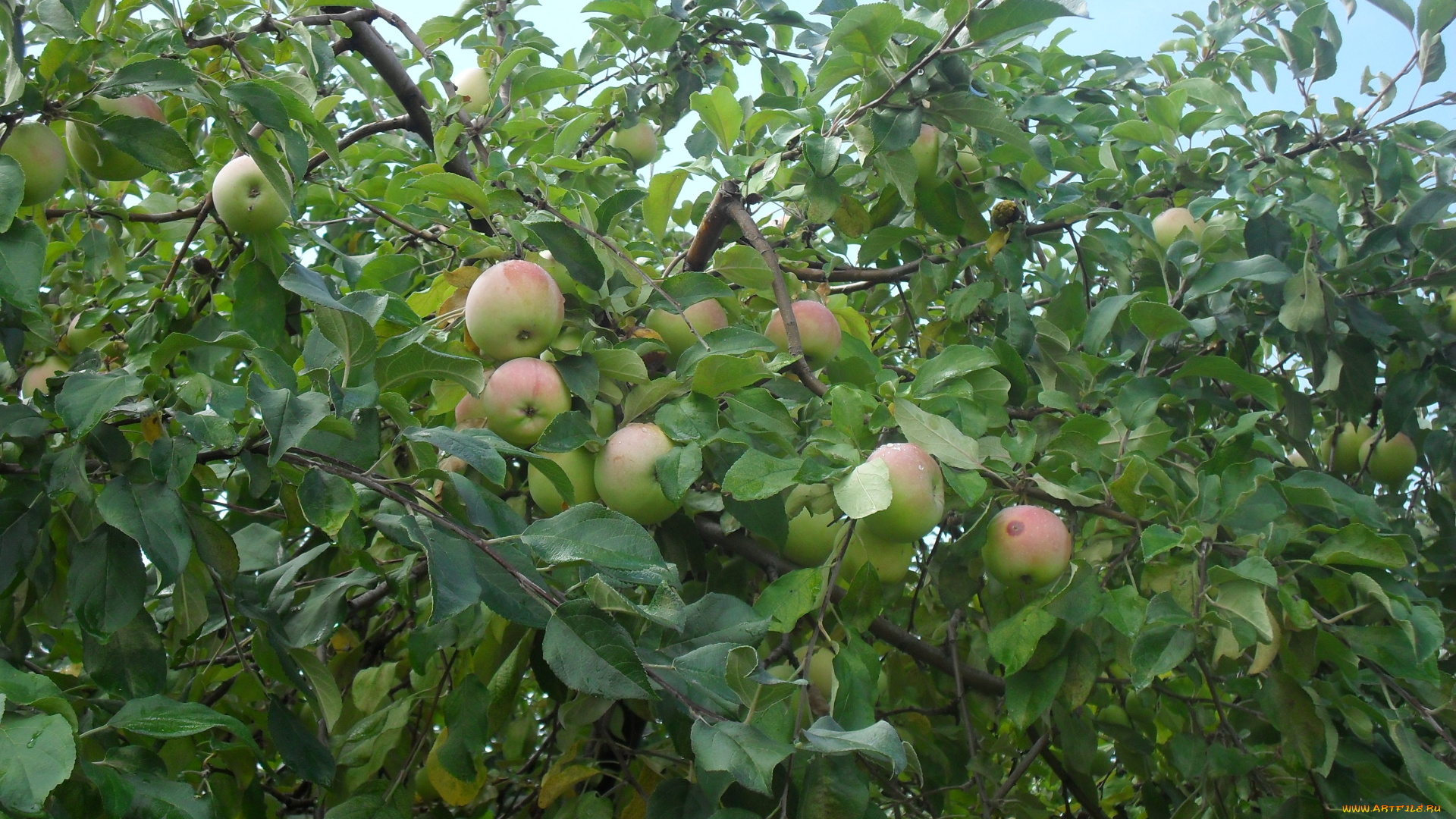 Яблочки, природа, плоды, фрукты, яблоки