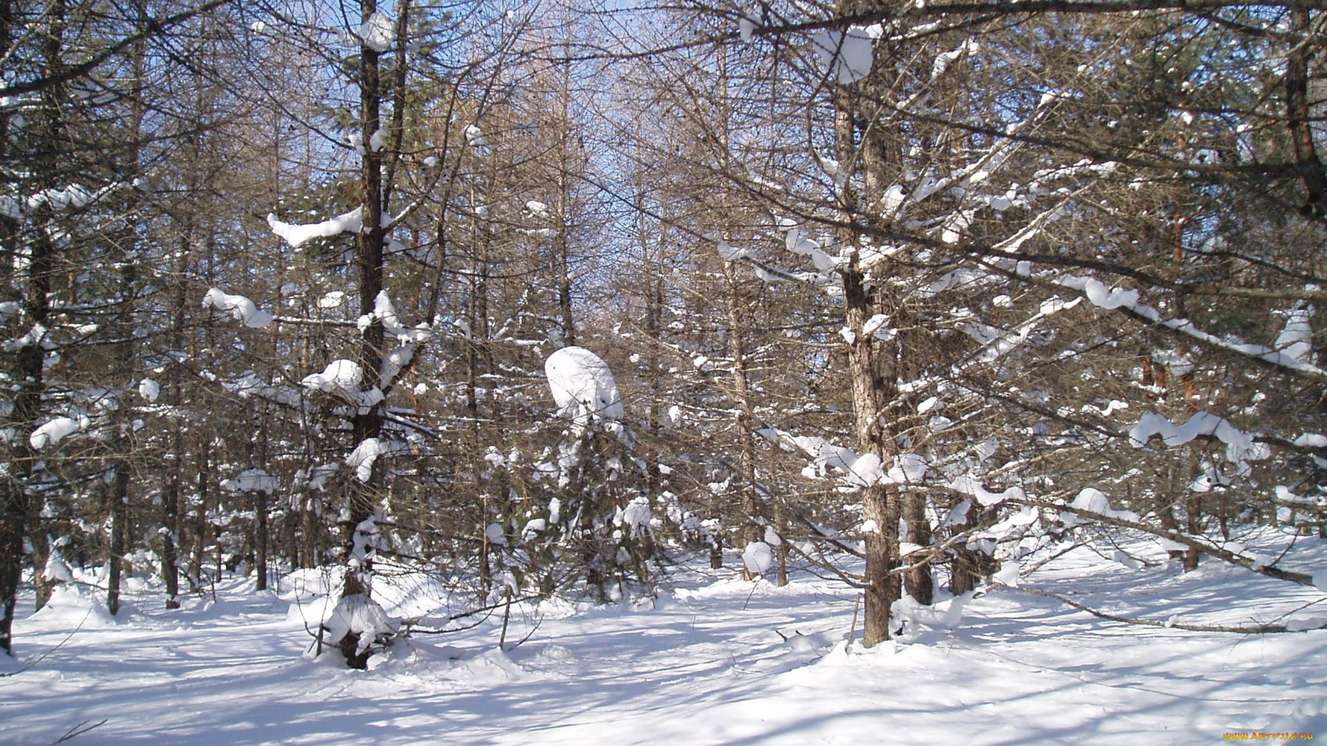 зимний, лес, природа, зима, лес, зимой, парк, зимний, парк, деревья, природа, зимой, парк, зимой, снег