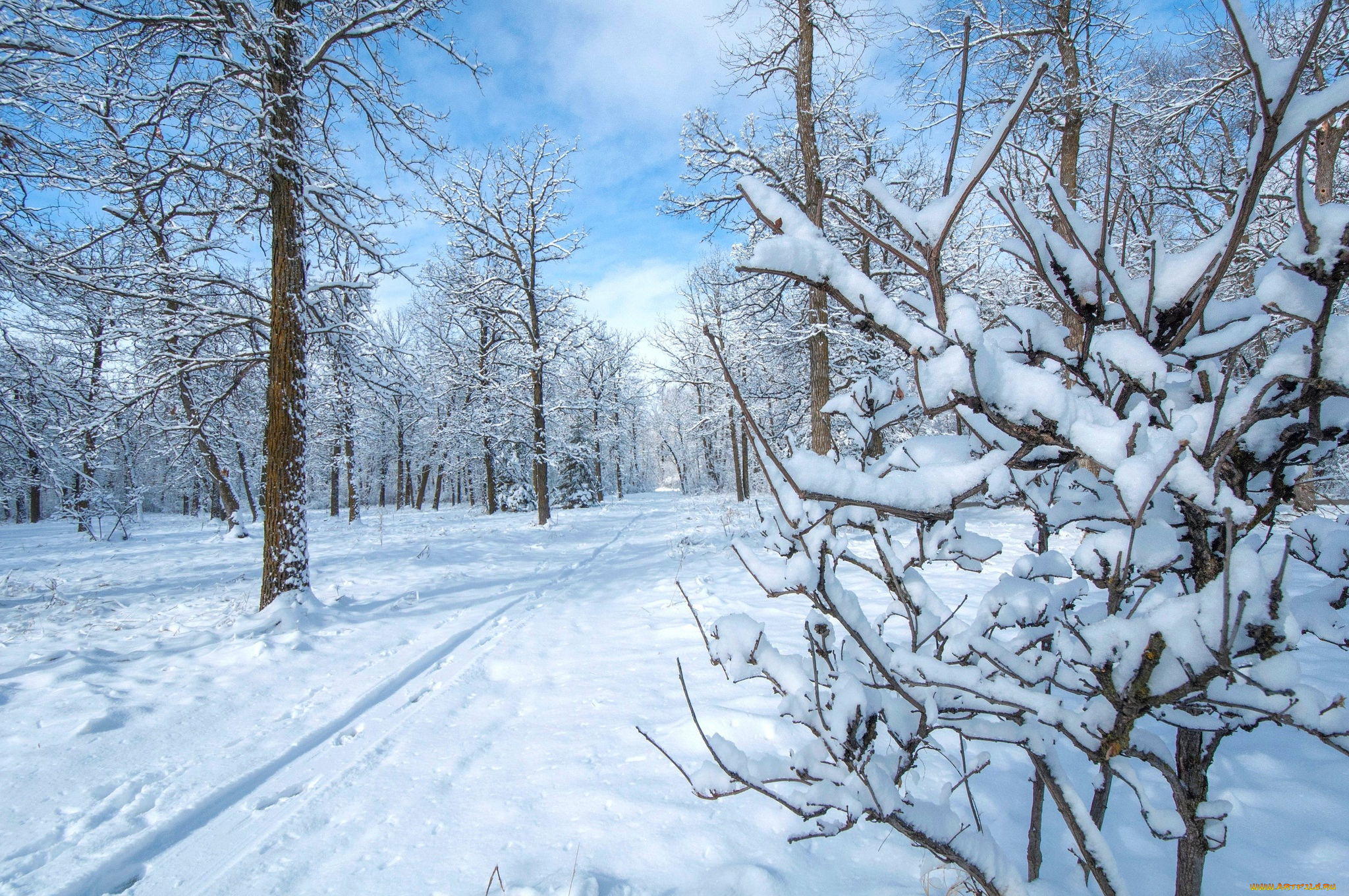 природа, зима, деревья, парк, снег