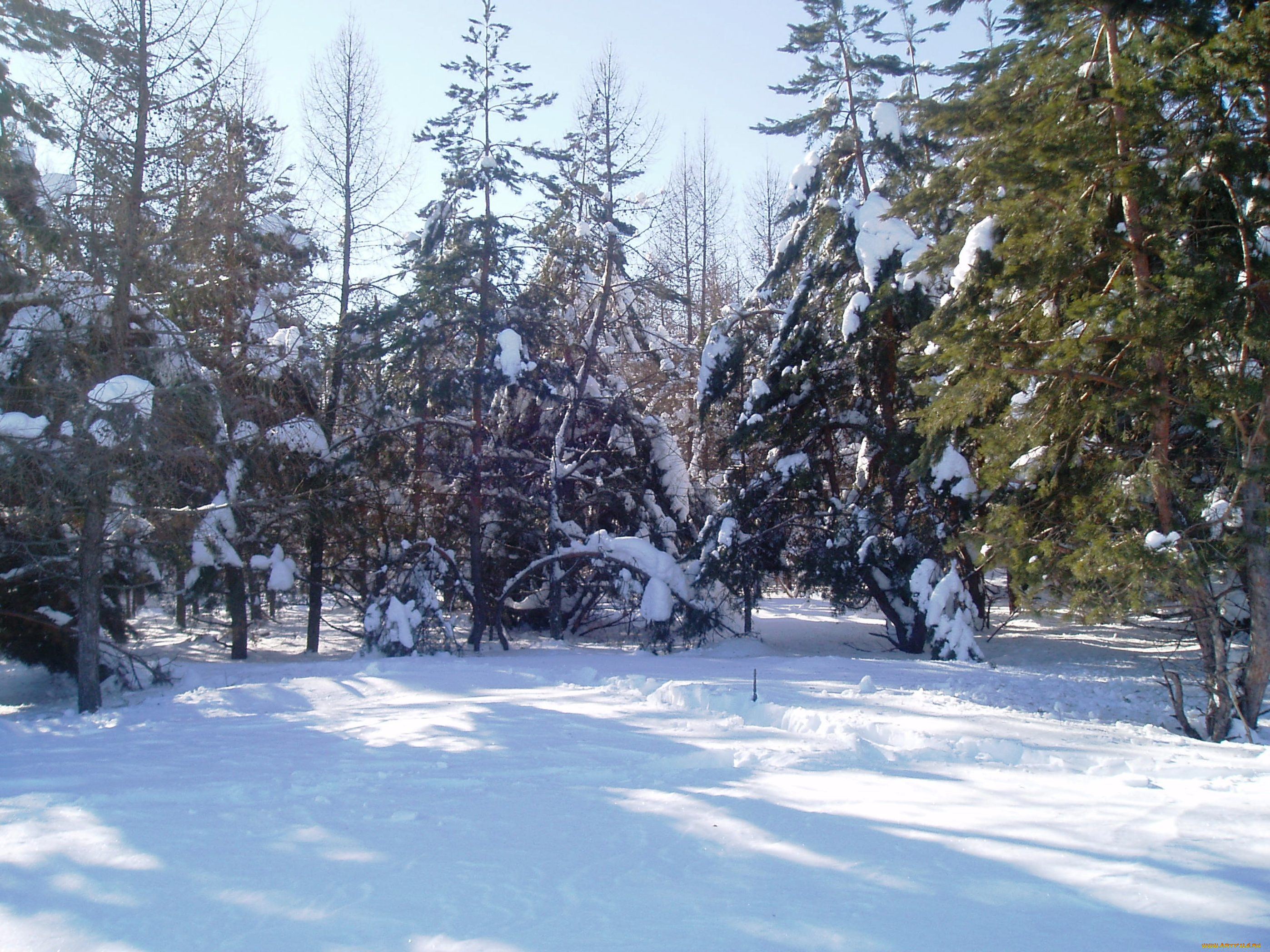зимний, лес, природа, зима, лес, зимой, деревья, природа, зимой, снег, парк, зимой, парк, зимний, парк