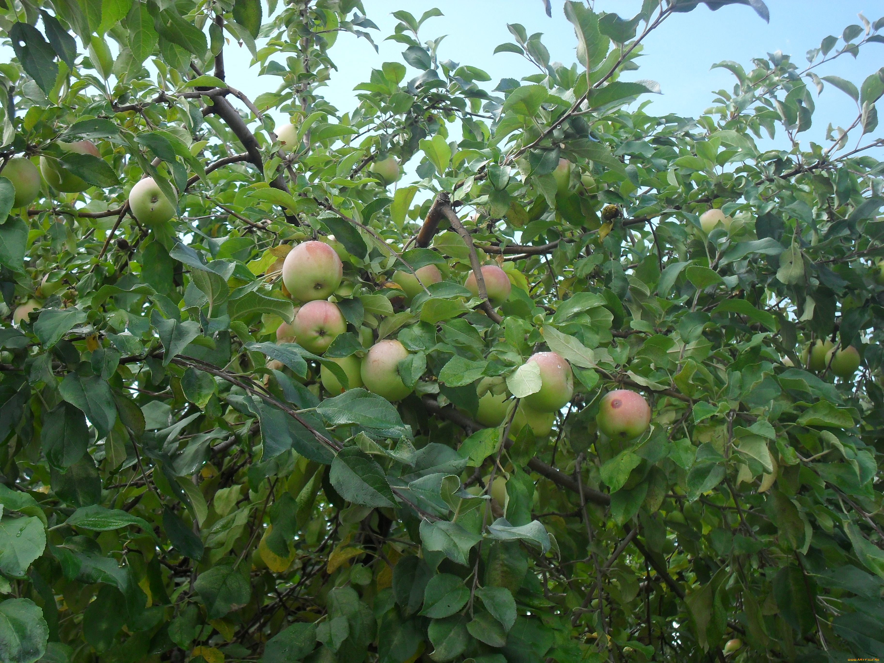 Яблочки, природа, плоды, фрукты, яблоки