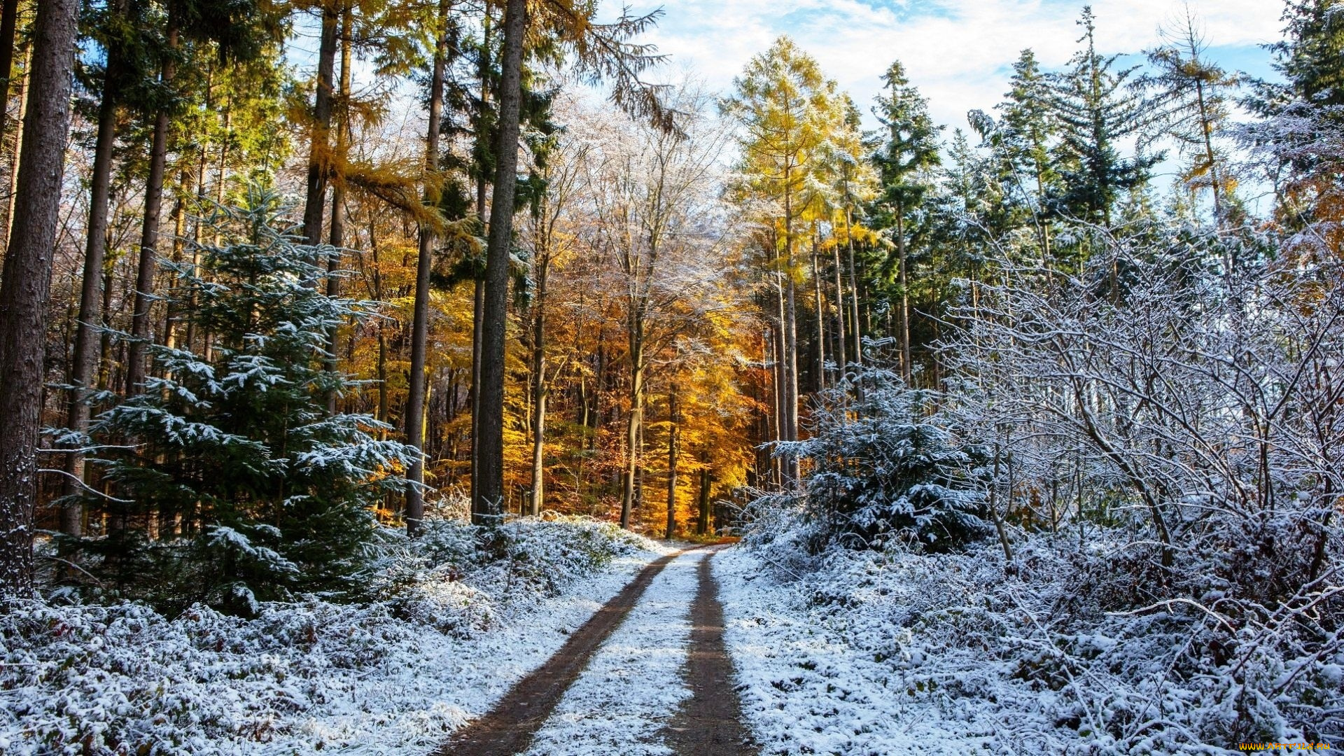 природа, дороги, первый, снег, лес