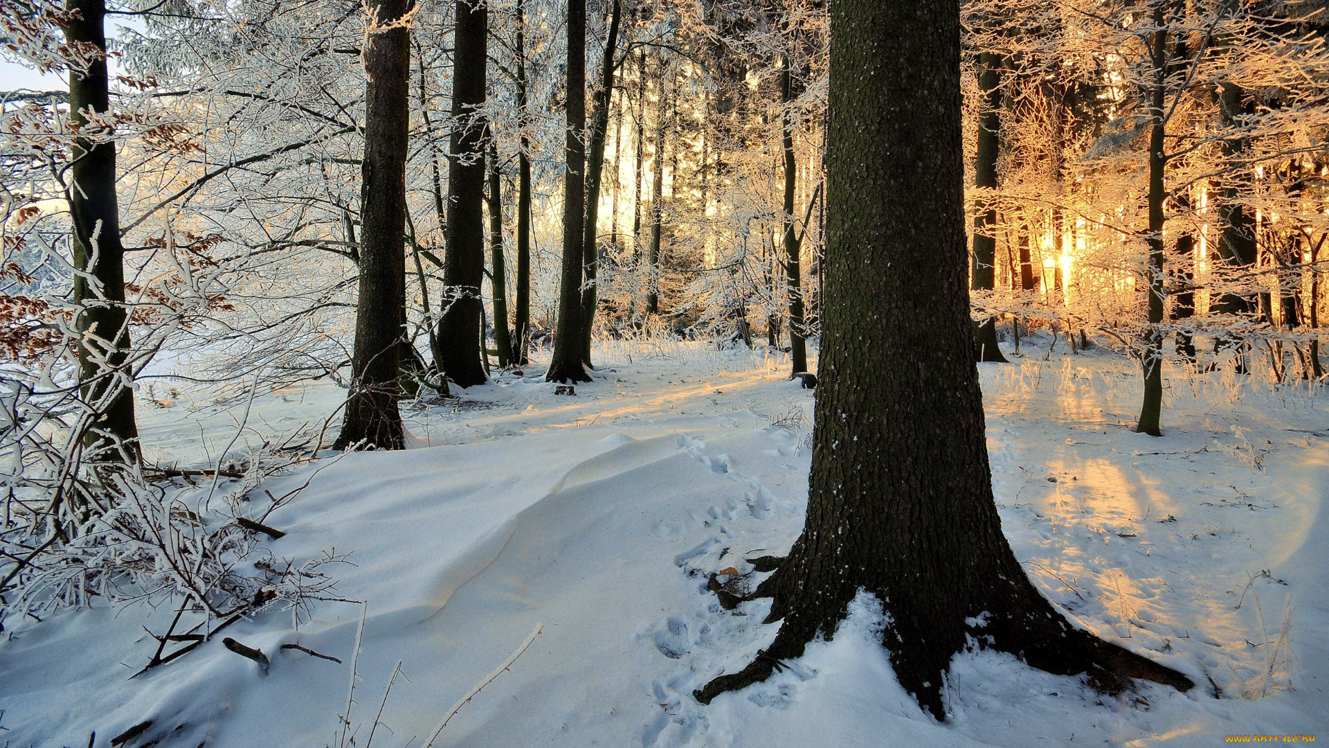 природа, лес, зима, утро