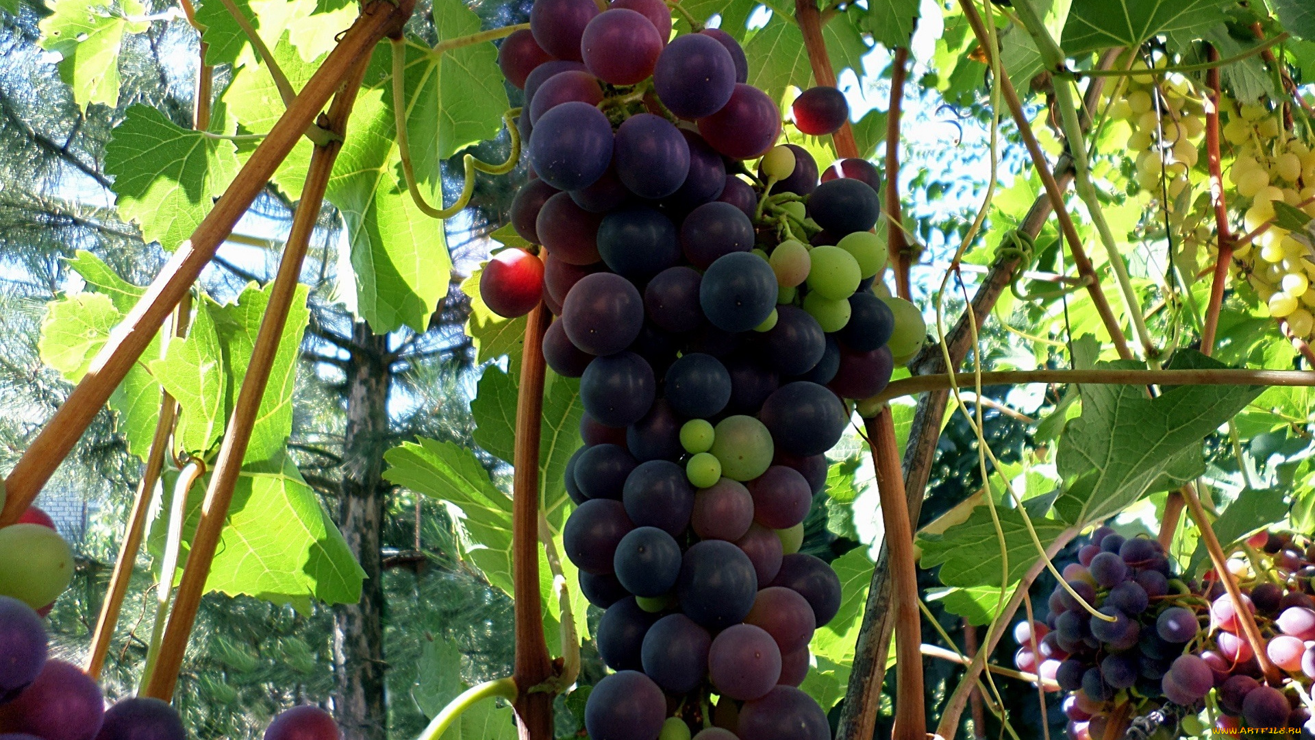 природа, Ягоды, , виноград, виноград, гроздь, ягоды