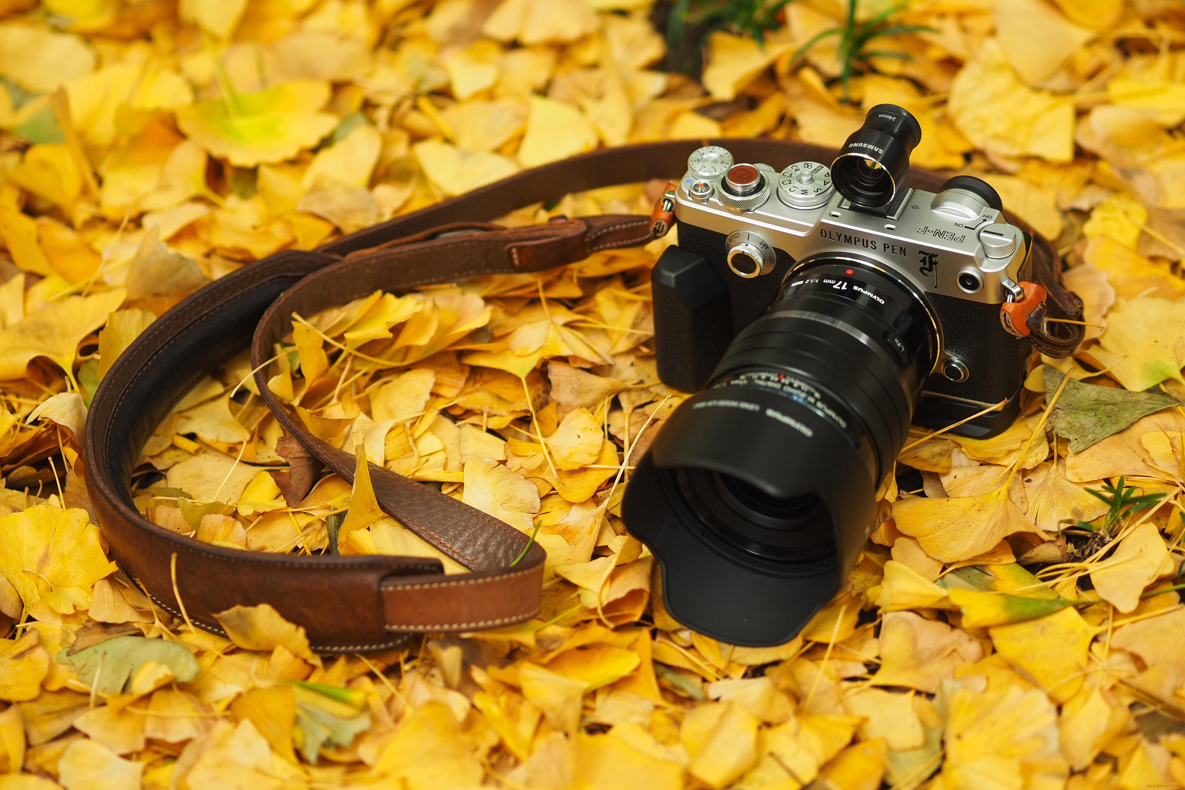 бренды, olympus, осень, листья, фотоаппарат, камера, олимпус