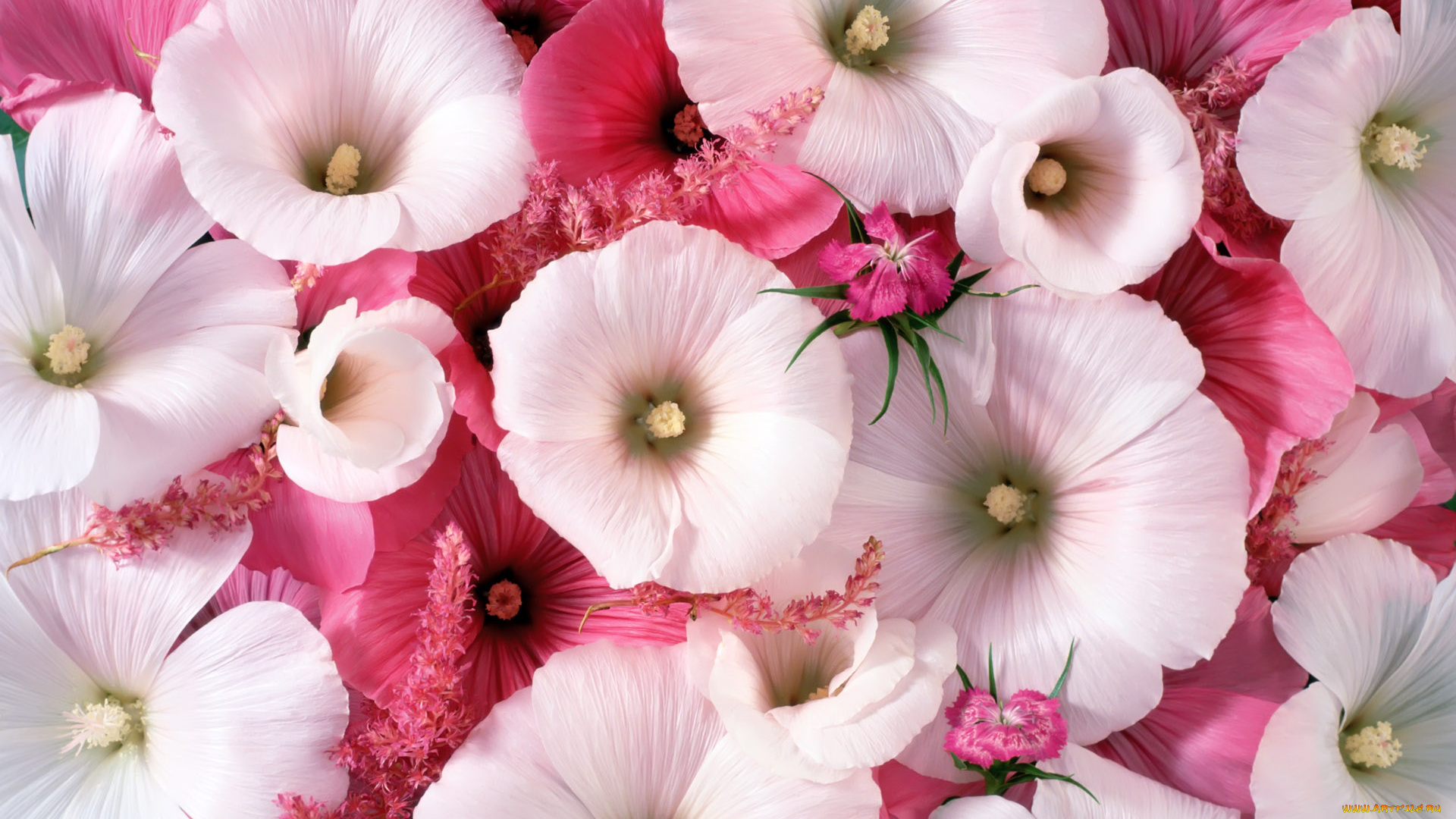 цветы, лаватера, розовый, красиво, нежно, цвет, цветок, белый, лепестки