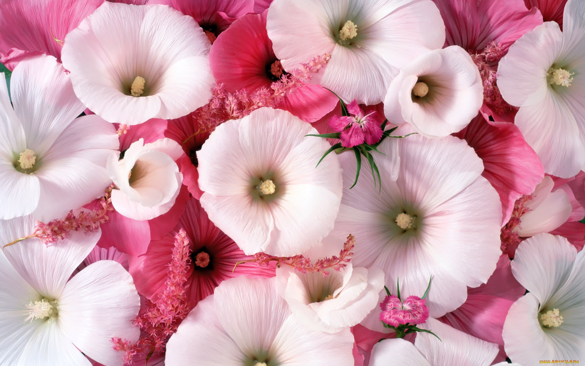 цветы, лаватера, розовый, красиво, нежно, цвет, цветок, белый, лепестки