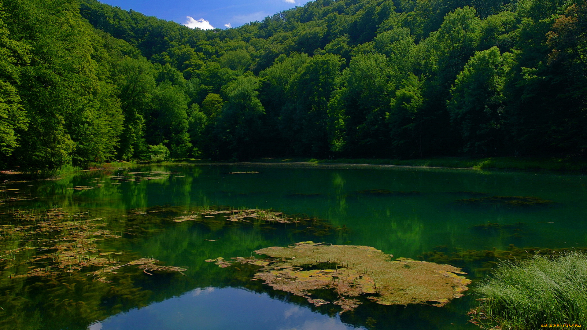 hungary, janoshalma, природа, реки, озера, лес, озеро