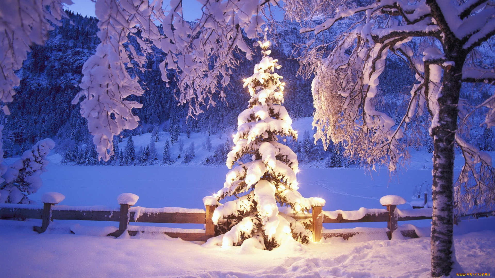 праздничные, Ёлки, деревья, елка, снег, зима, ограда, свет