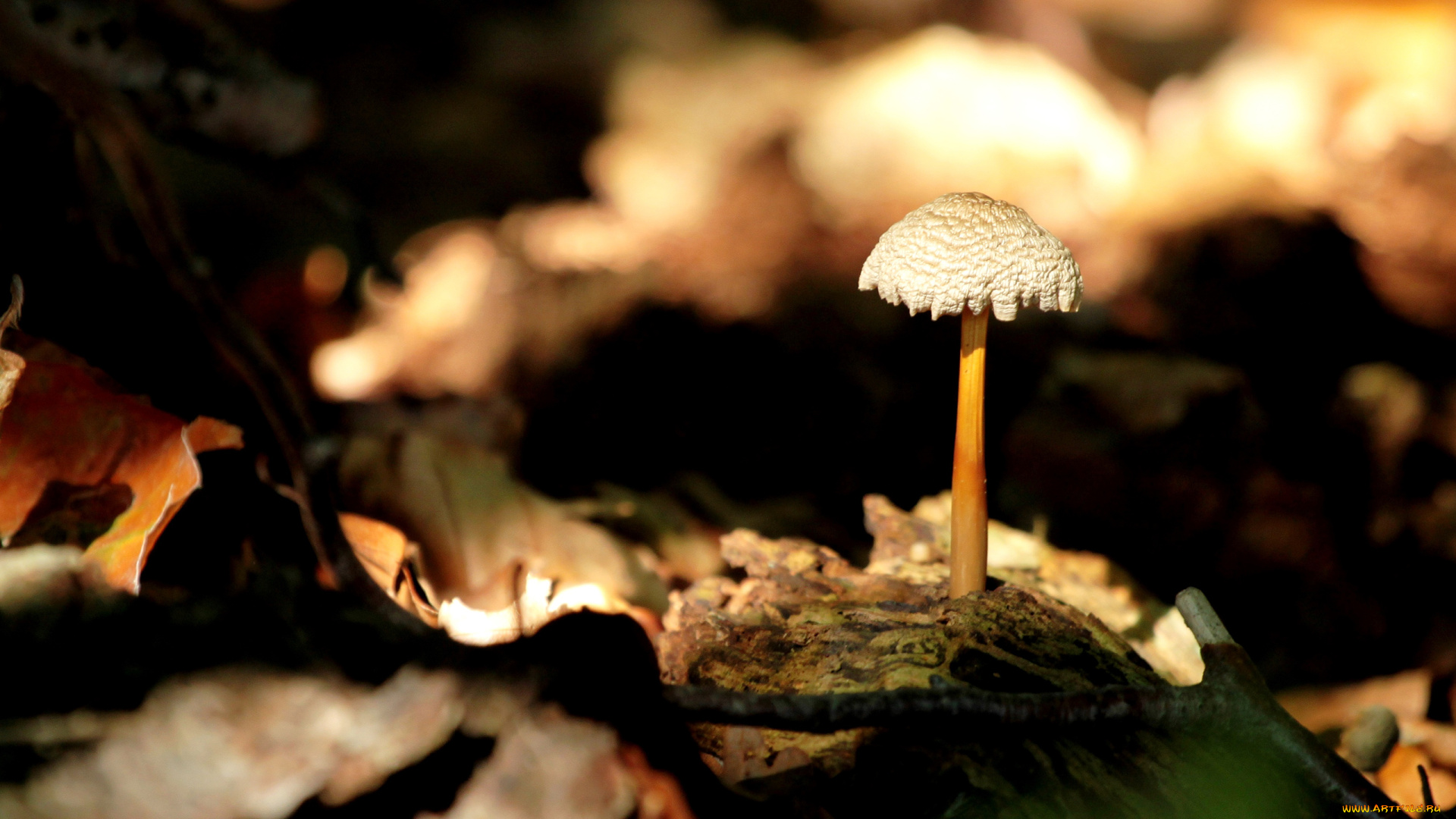 природа, грибы, гриб, ножка, шляпка