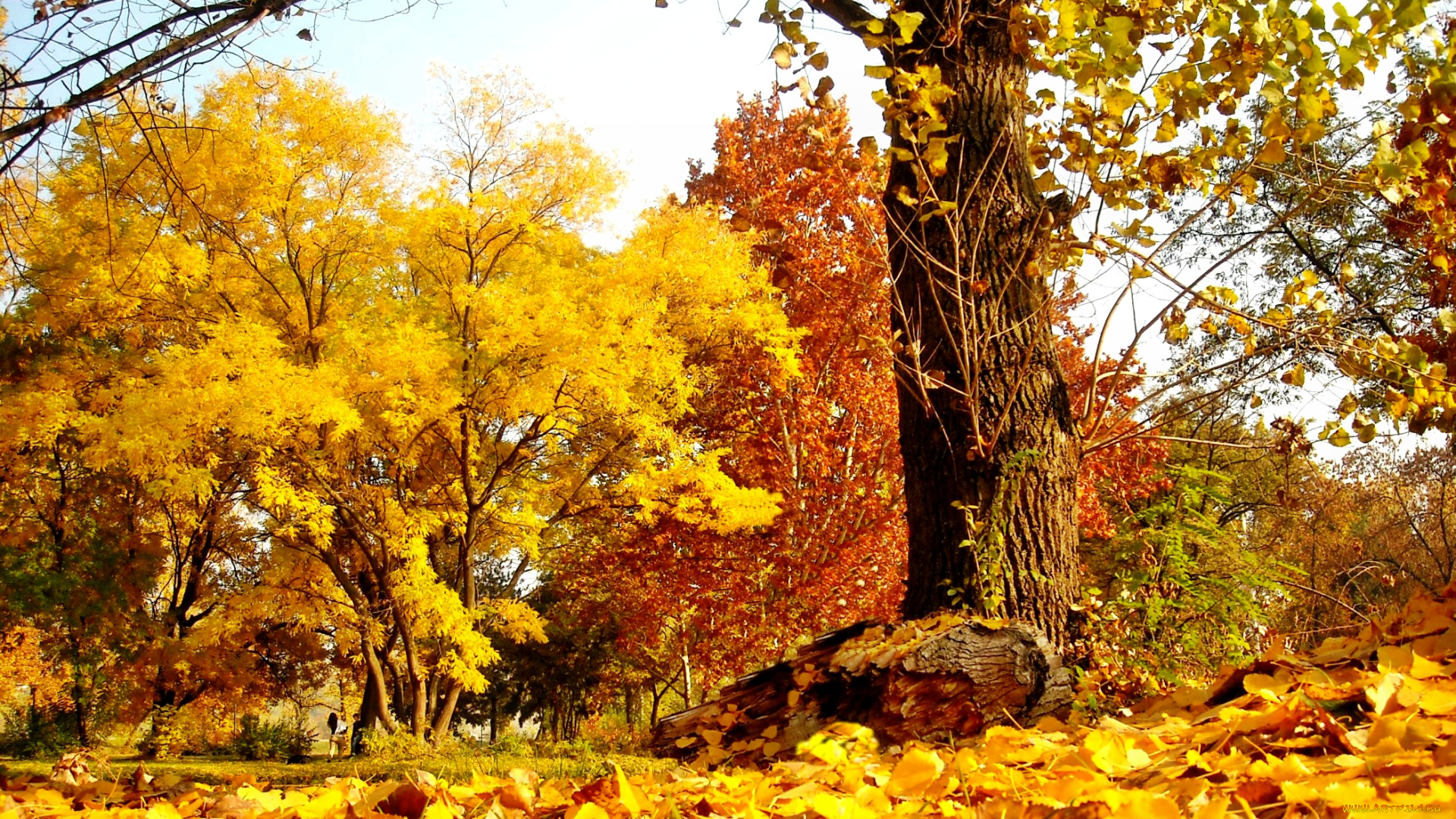природа, лес, осень, листва, желтые, кроны
