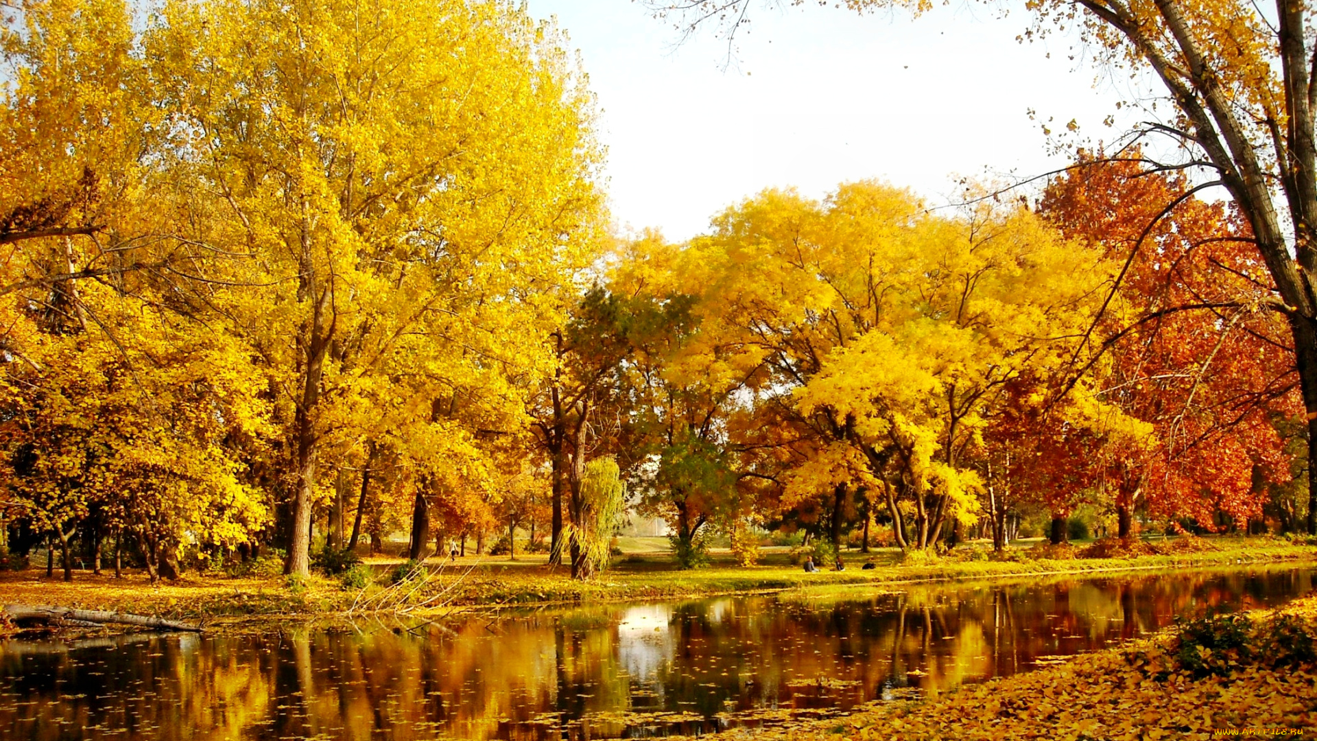 природа, парк, осень, река, лес, деревья, желтые, кроны