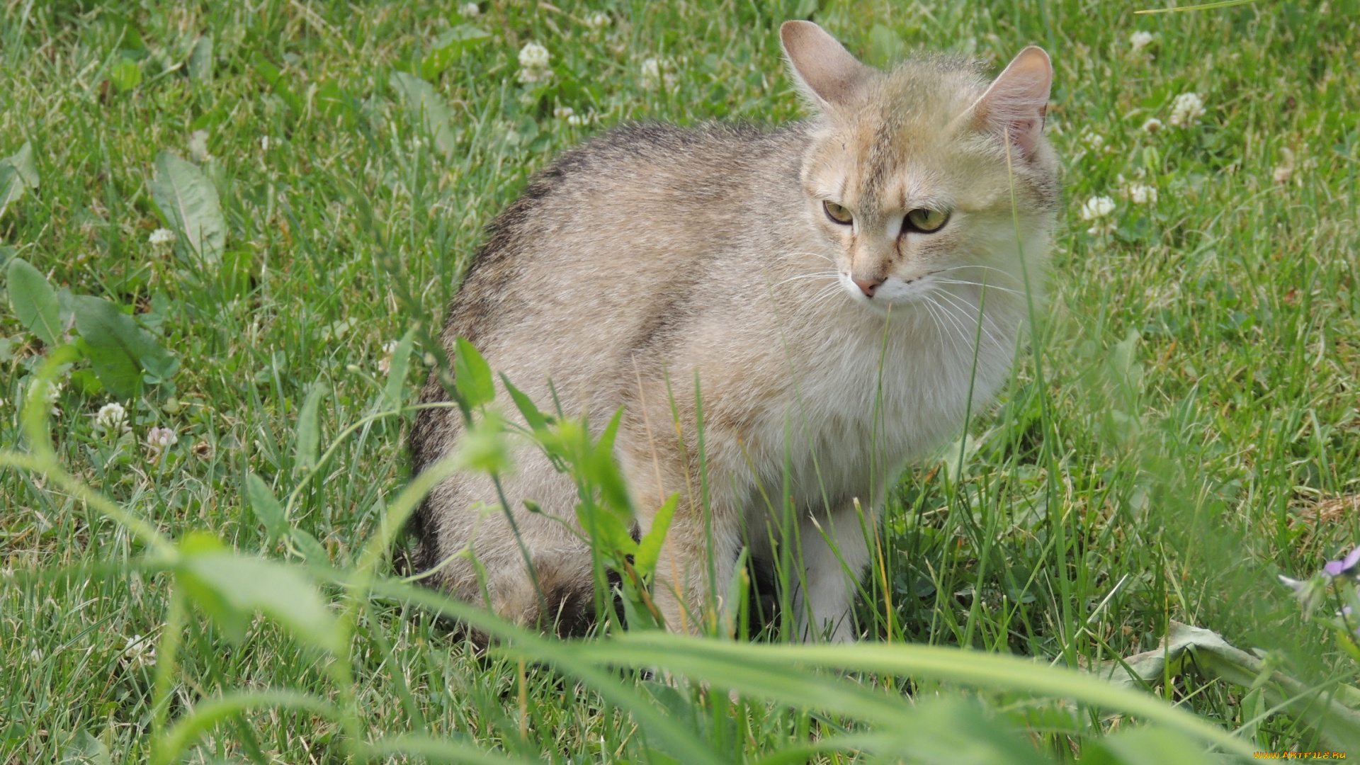 животные, коты, кот