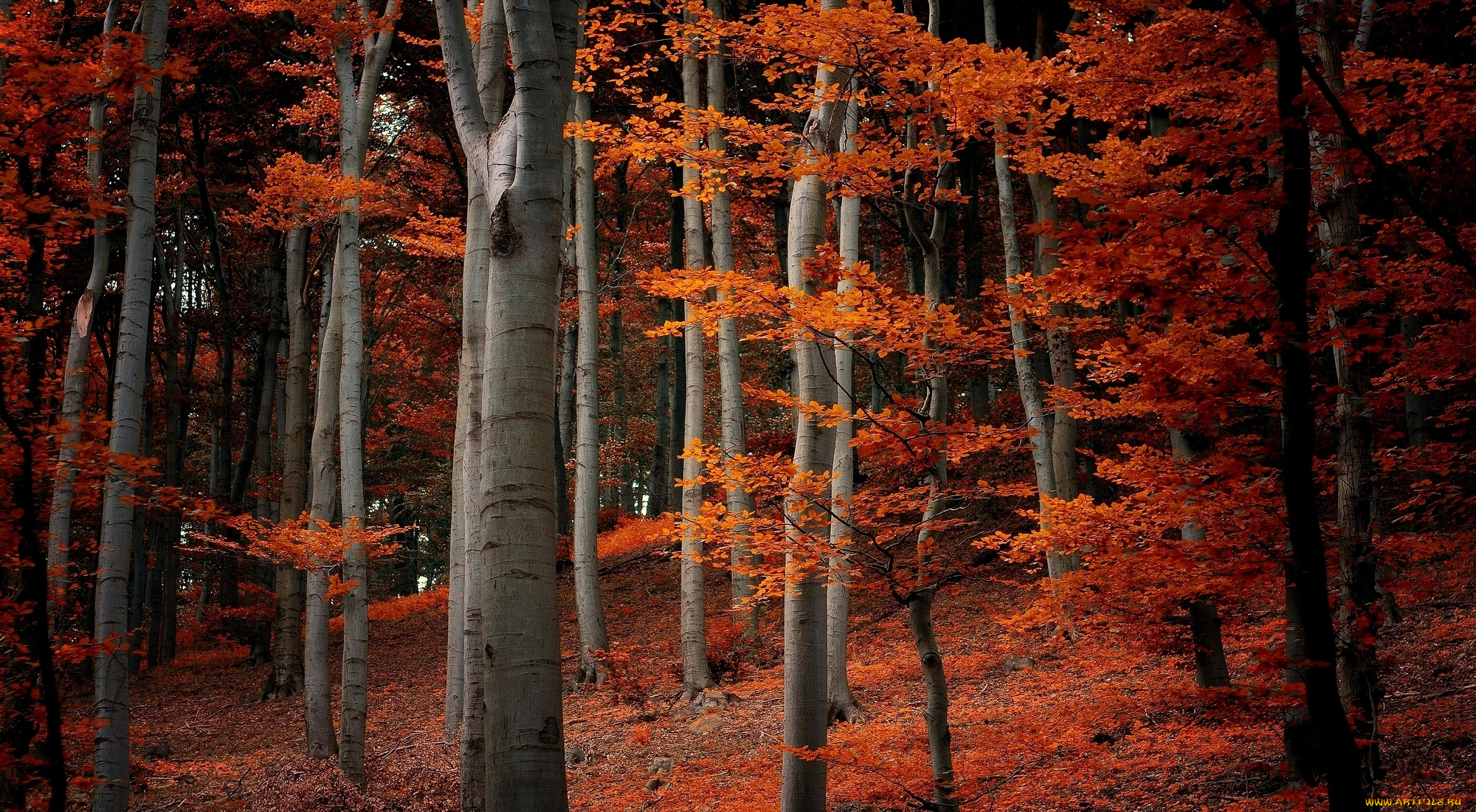 природа, лес, деревья, ветки, листья, оранжевые, осень