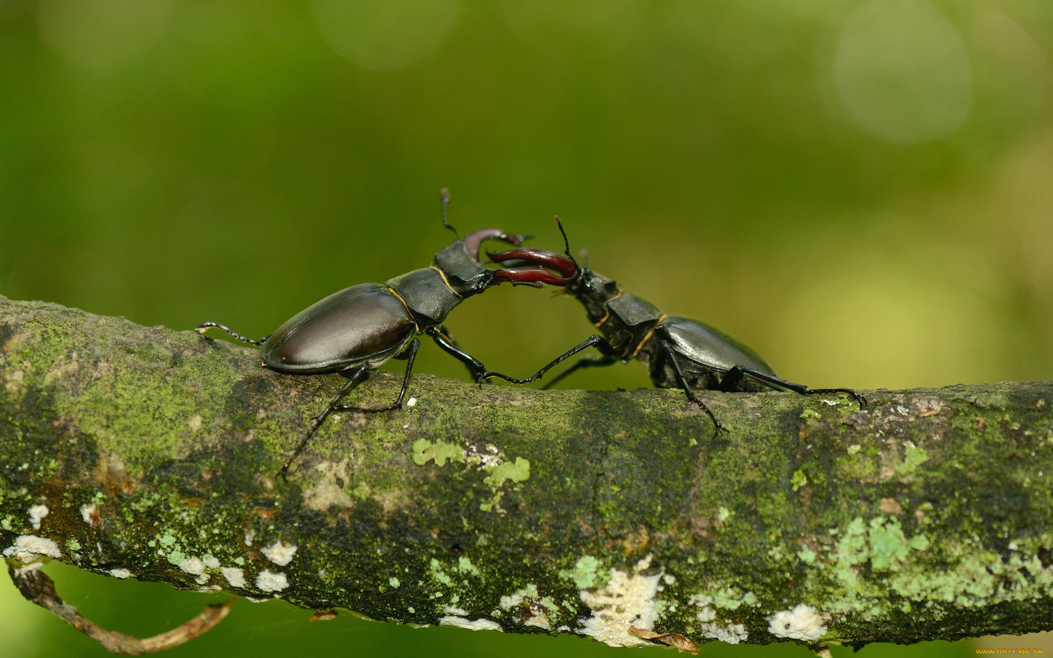 макро насекомое животное жук загрузить
