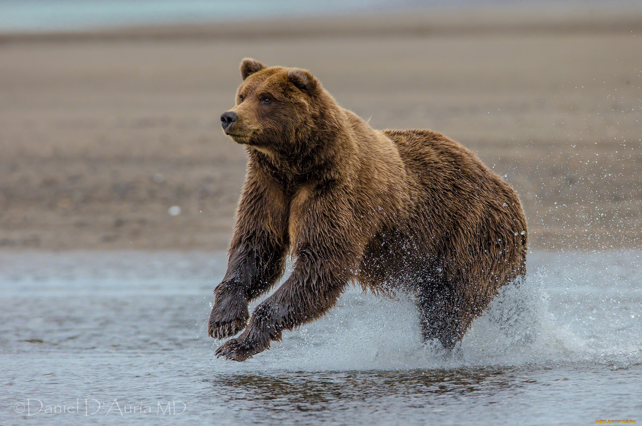 lake, clark, national, park, alaska, животные, медведи, аляска, озеро, кларк, гризли