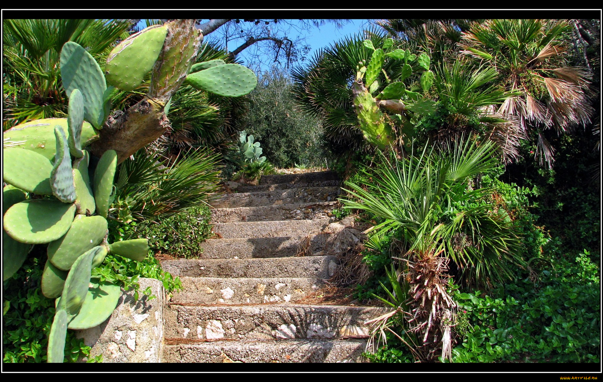 природа, парк, кактусы, лестница
