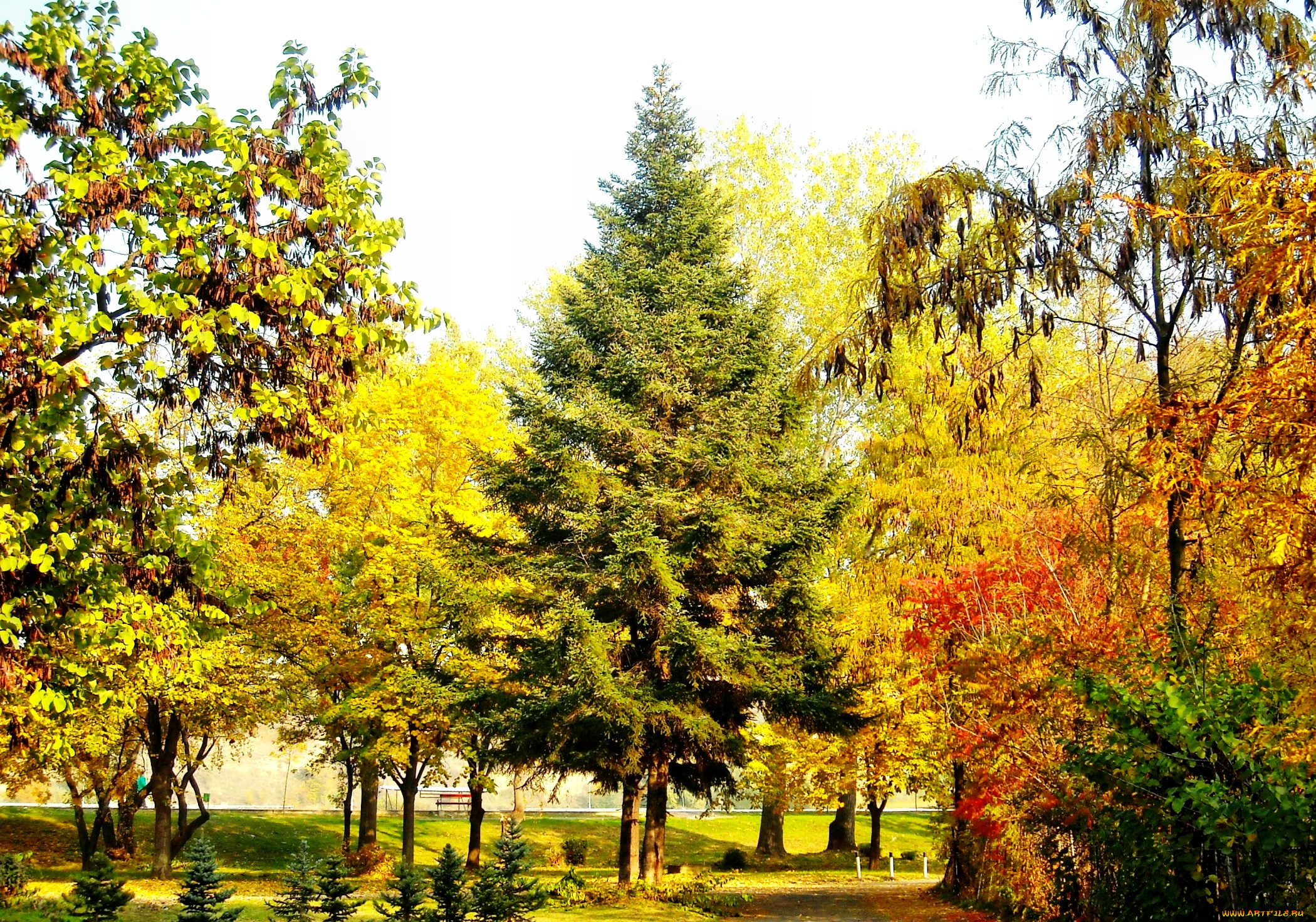 природа, парк, осень, трава, деревья, аллеи, скамейка, краски