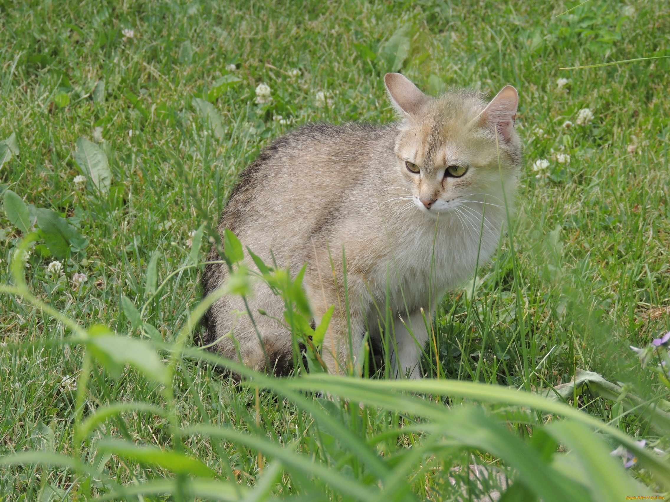 животные, коты, кот