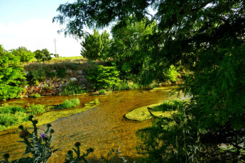 Картинка природа реки озера лето река трава деревья тина водоросли